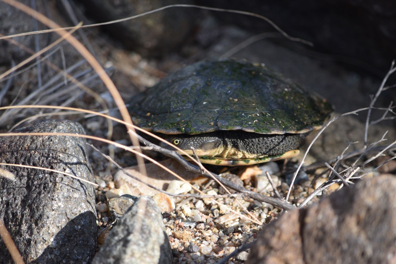 Nikon D5600 sample photo. Turtle, long-necked turtle, animal photography