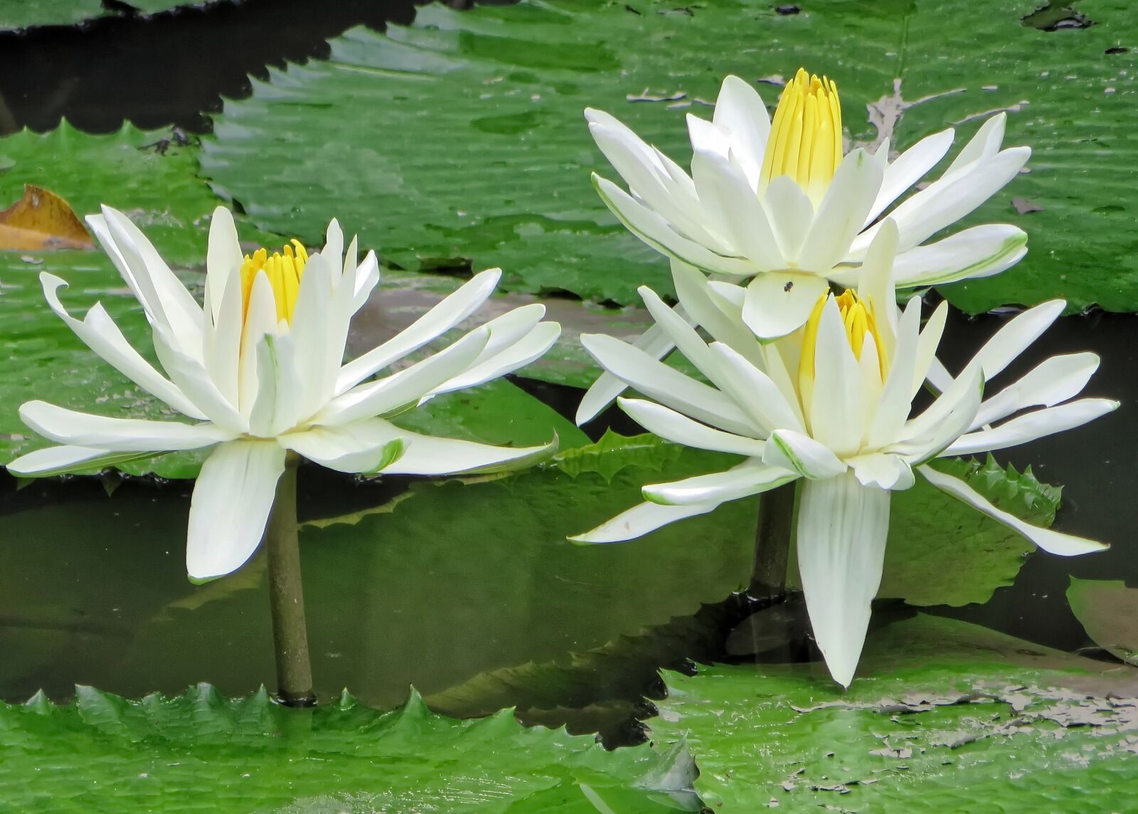 Canon PowerShot SX270 HS sample photo. Water lily, nuphar lutea photography