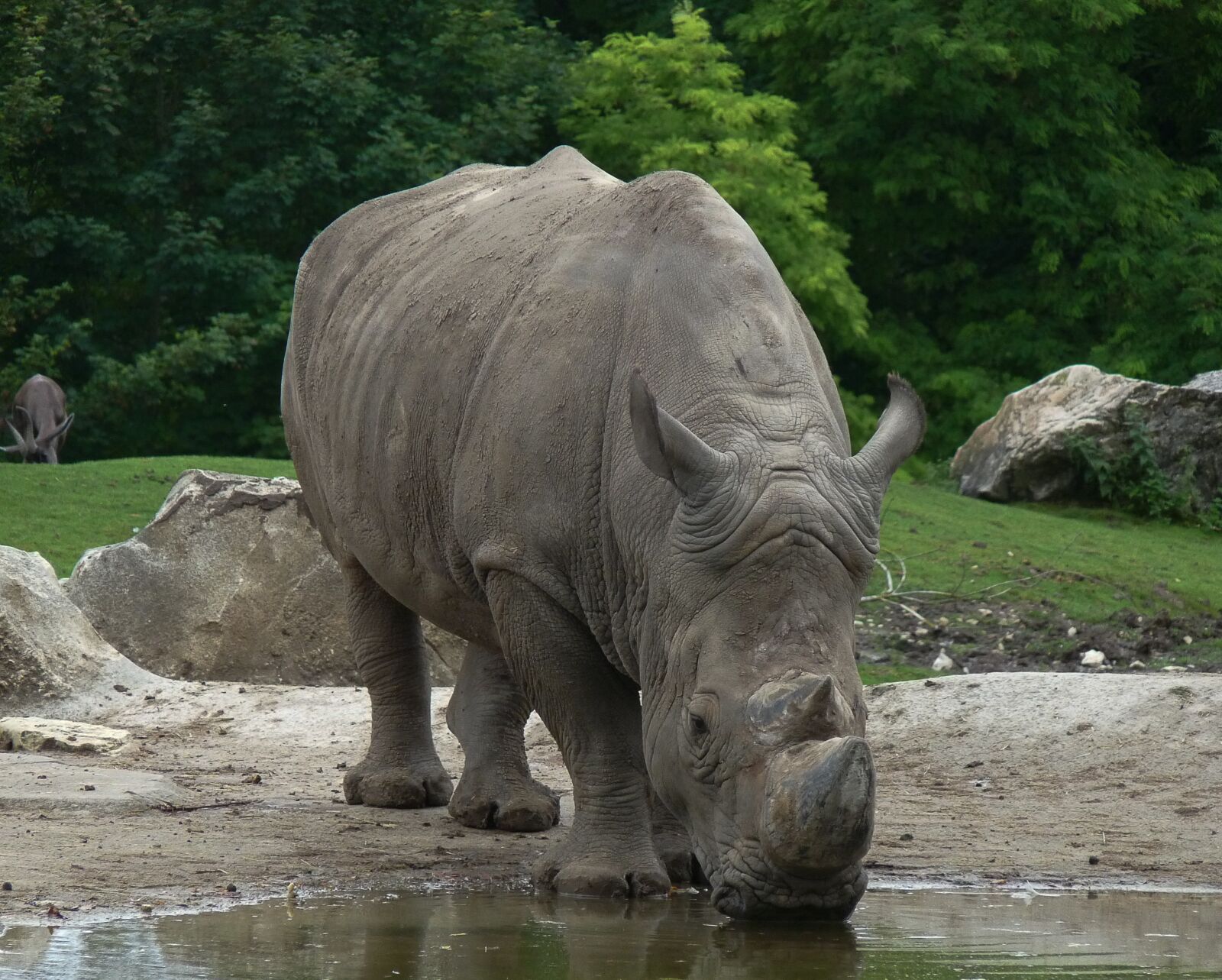 Panasonic Lumix DMC-FZ28 sample photo. Rhinoceros, horns, defenses photography