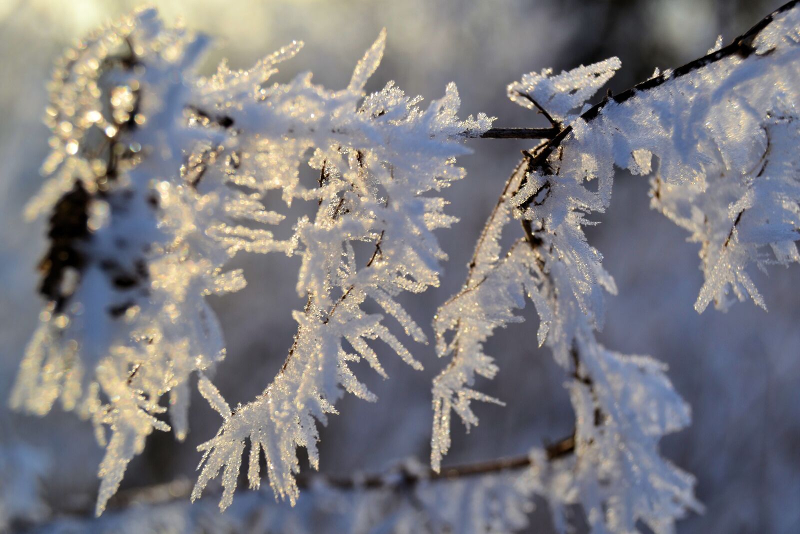 Nikon D3100 sample photo. Winter, plant, iced photography