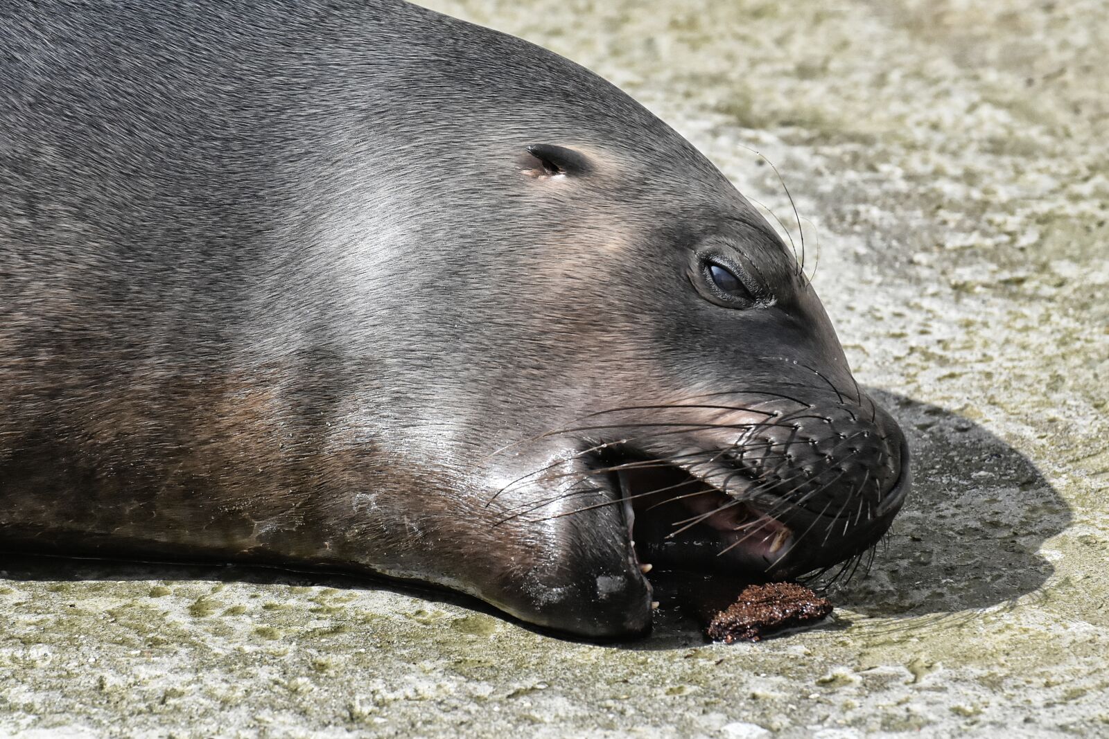 Nikon D7200 sample photo. Seal, sea lion, water photography