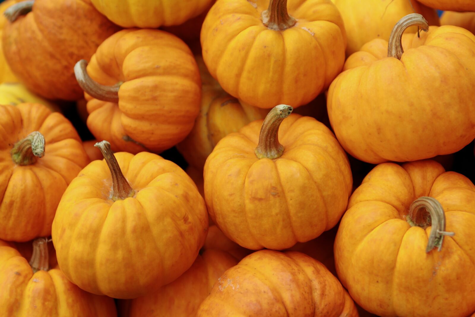 Canon EOS 7D sample photo. Pumpkin, orange, halloween photography