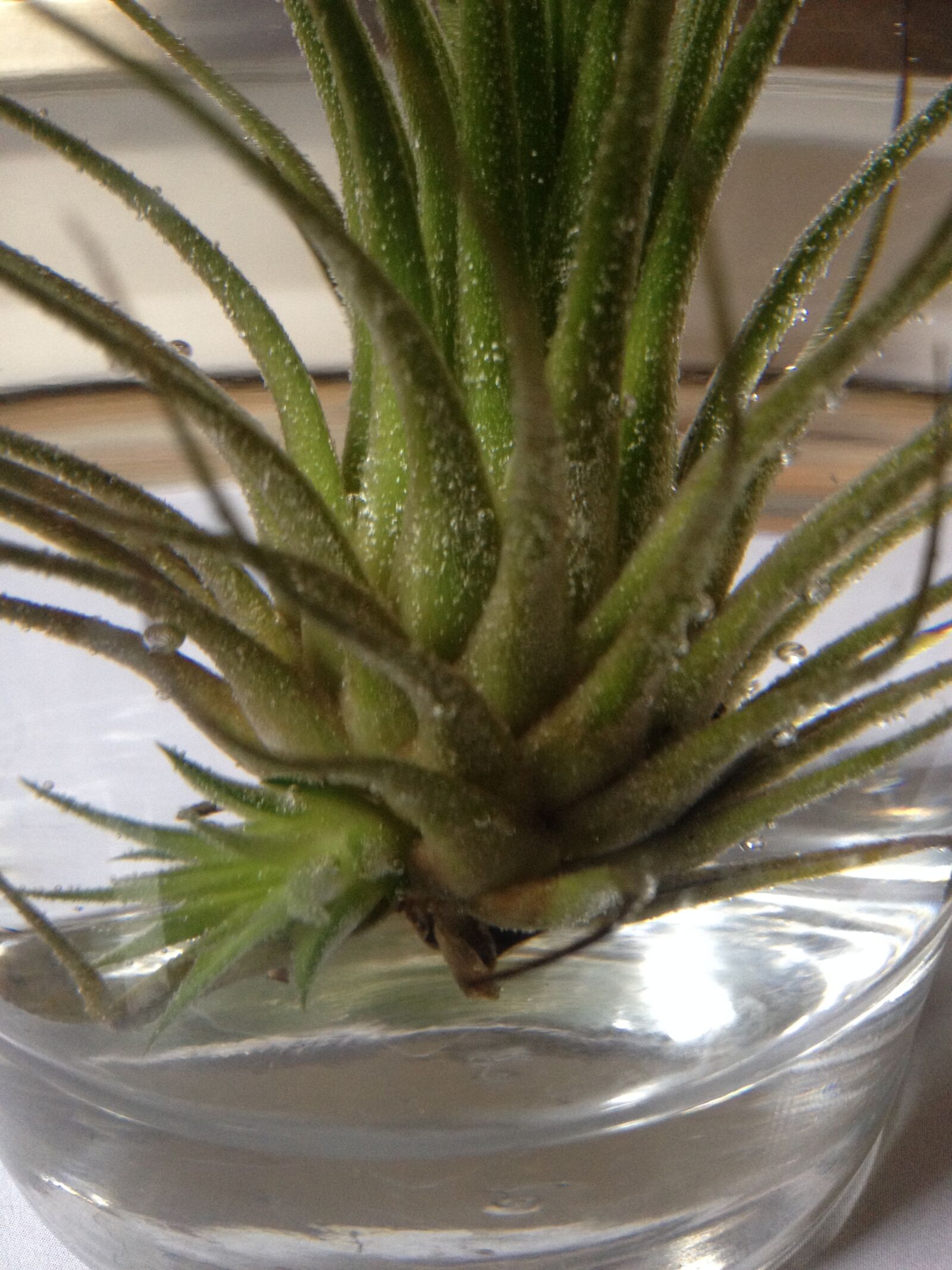iPhone 4S back camera 4.28mm f/2.4 sample photo. Air-plant, glass-jar, glass photography