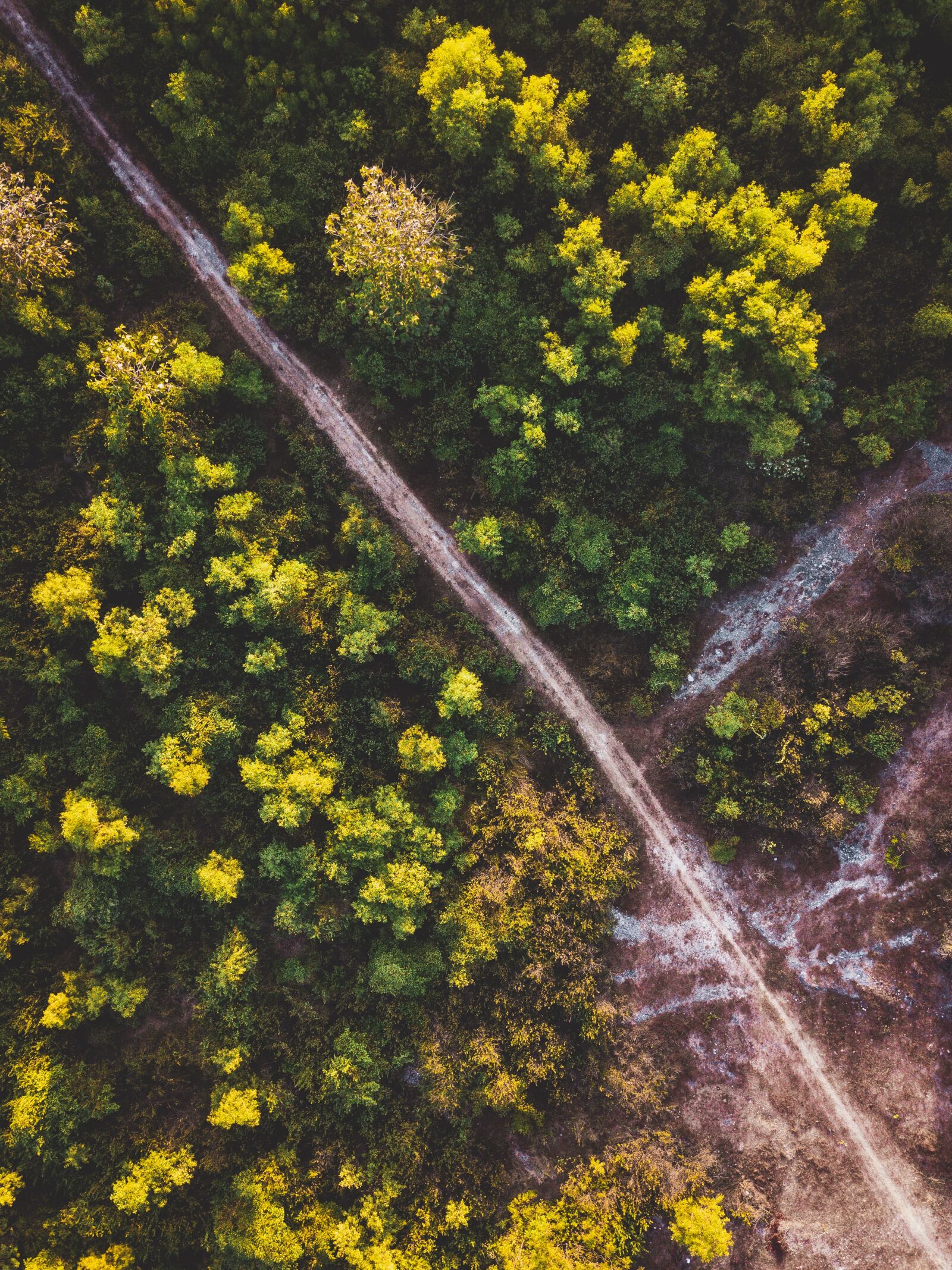 DJI FC220 sample photo. Trees, road, forest photography
