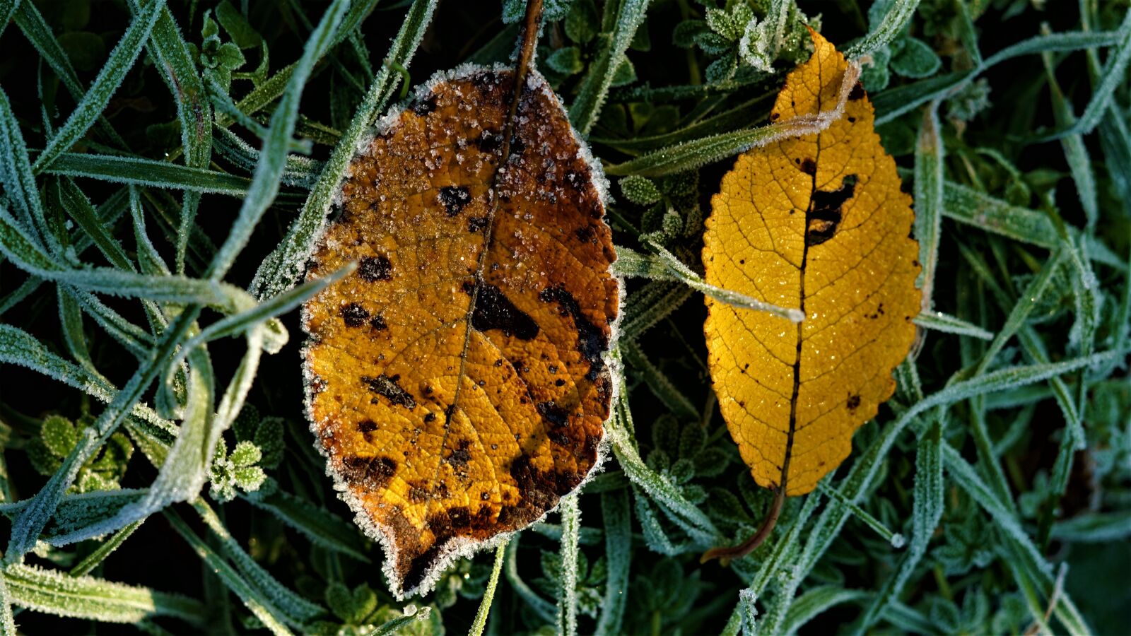 Sony a6000 sample photo. Autumn, background, frost photography