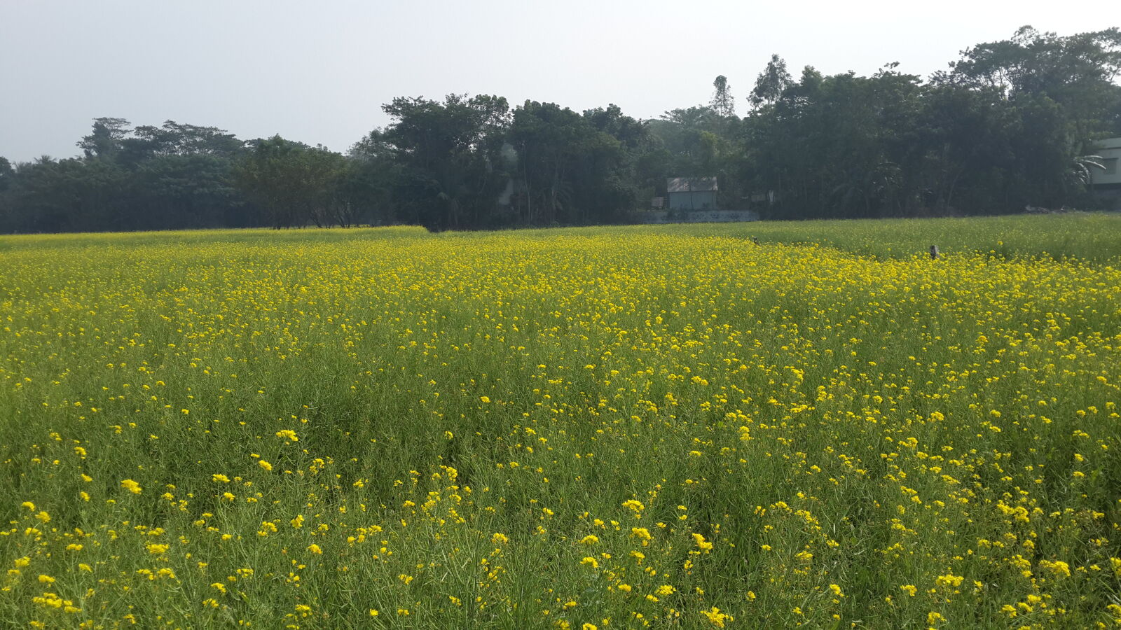 Samsung Galaxy S4 sample photo