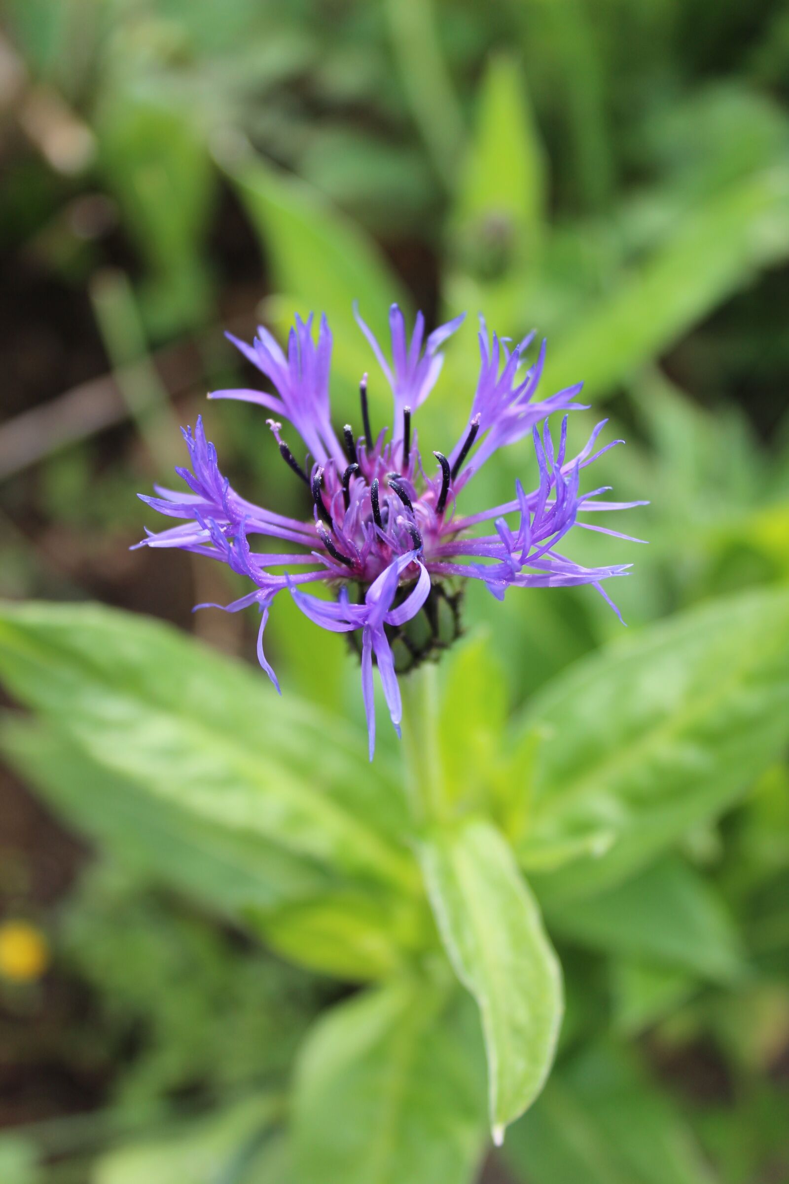 Canon EOS 600D (Rebel EOS T3i / EOS Kiss X5) sample photo. Cornflower, blue, plant photography