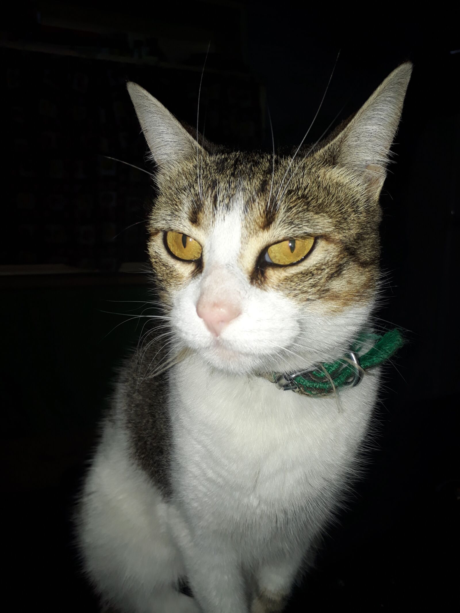 Samsung Galaxy J7 Prime sample photo. Cat, tabby, domestic photography