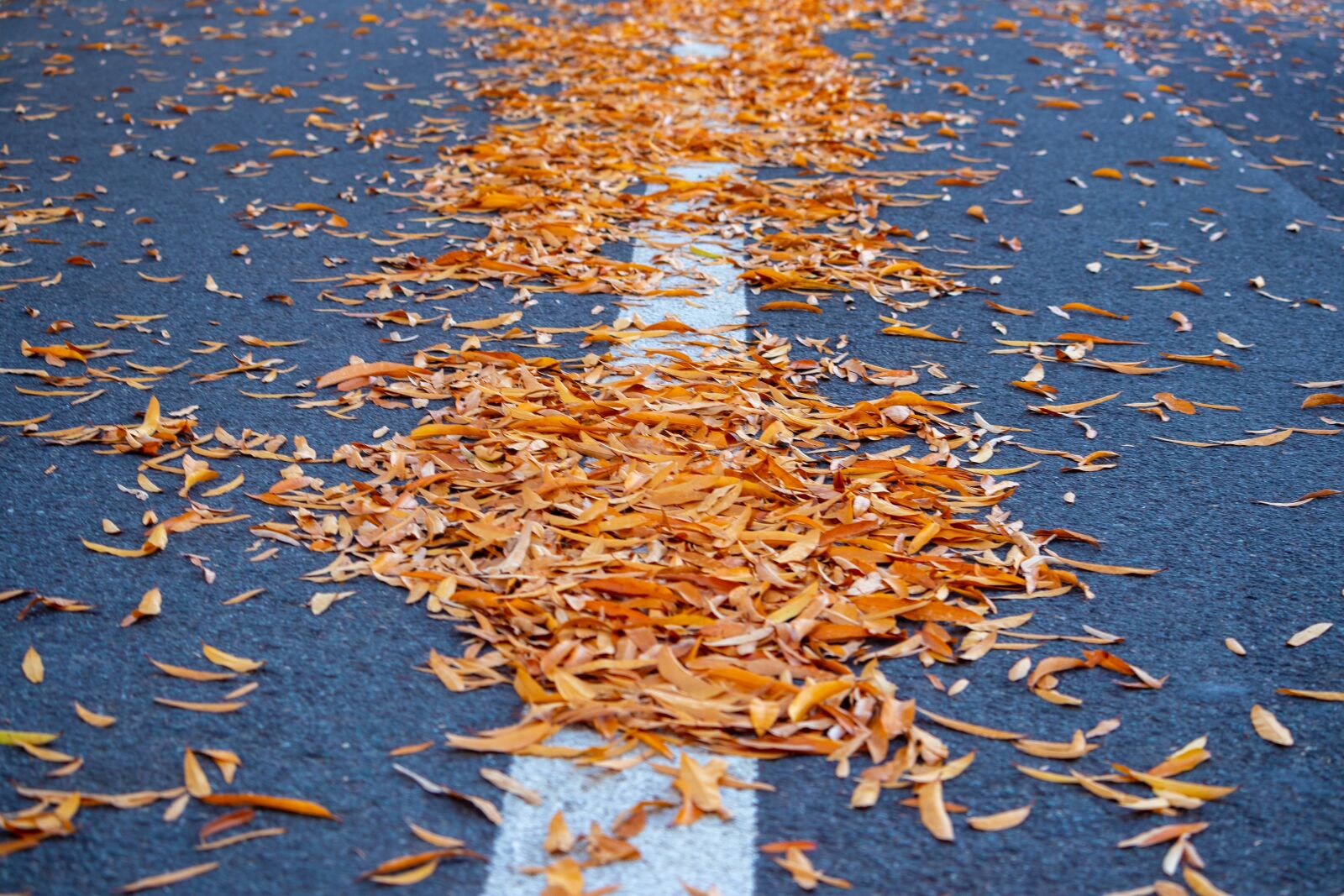 Canon EOS 200D (EOS Rebel SL2 / EOS Kiss X9) sample photo. Road, autumn, fall photography