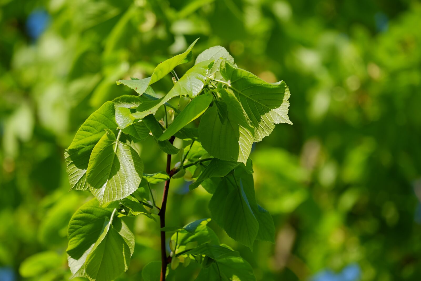 Fujifilm XF 55-200mm F3.5-4.8 R LM OIS sample photo. Linde, lime, deciduous tree photography