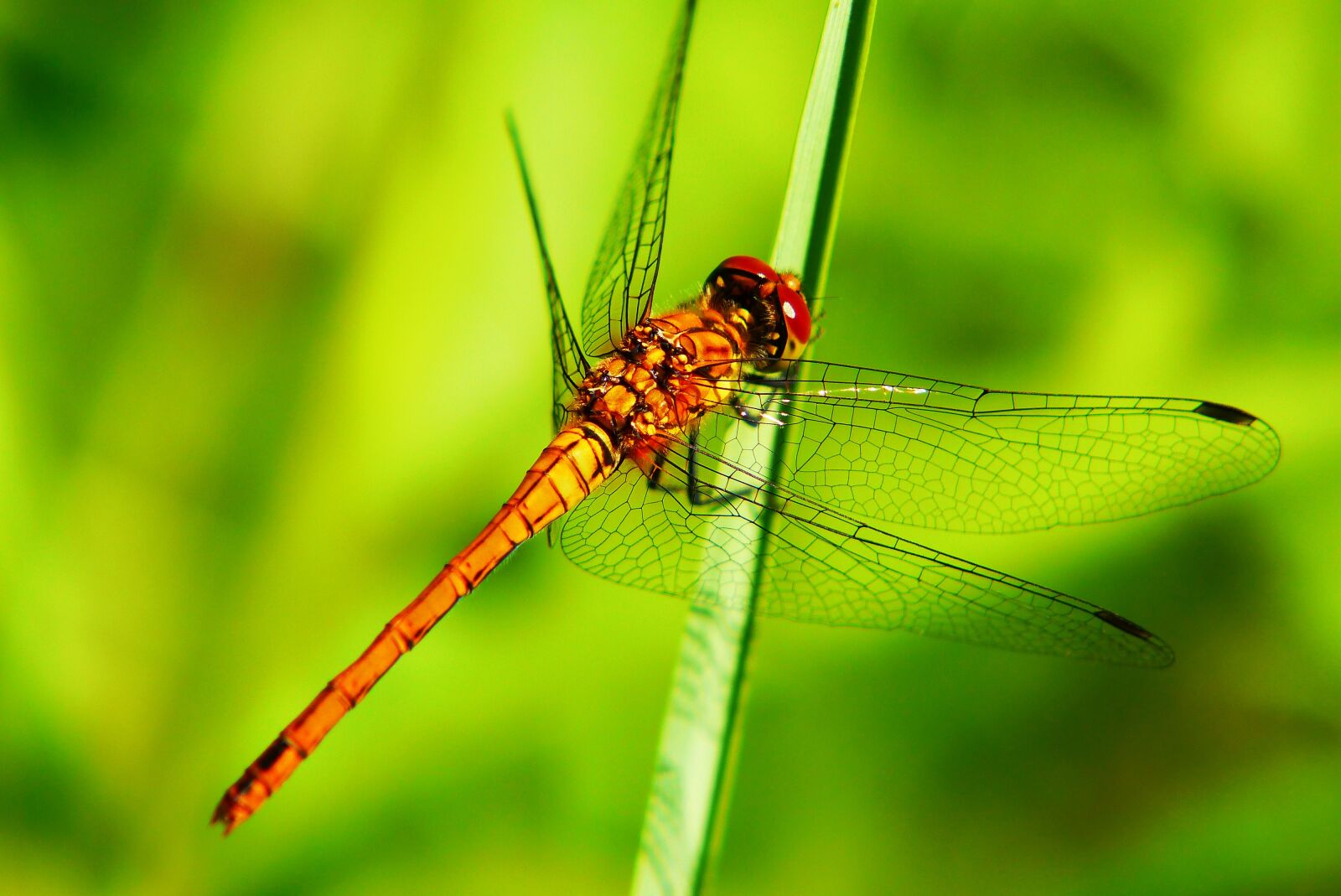 Panasonic Lumix DMC-FZ200 sample photo. Szablak yellow, female, dragonflies photography