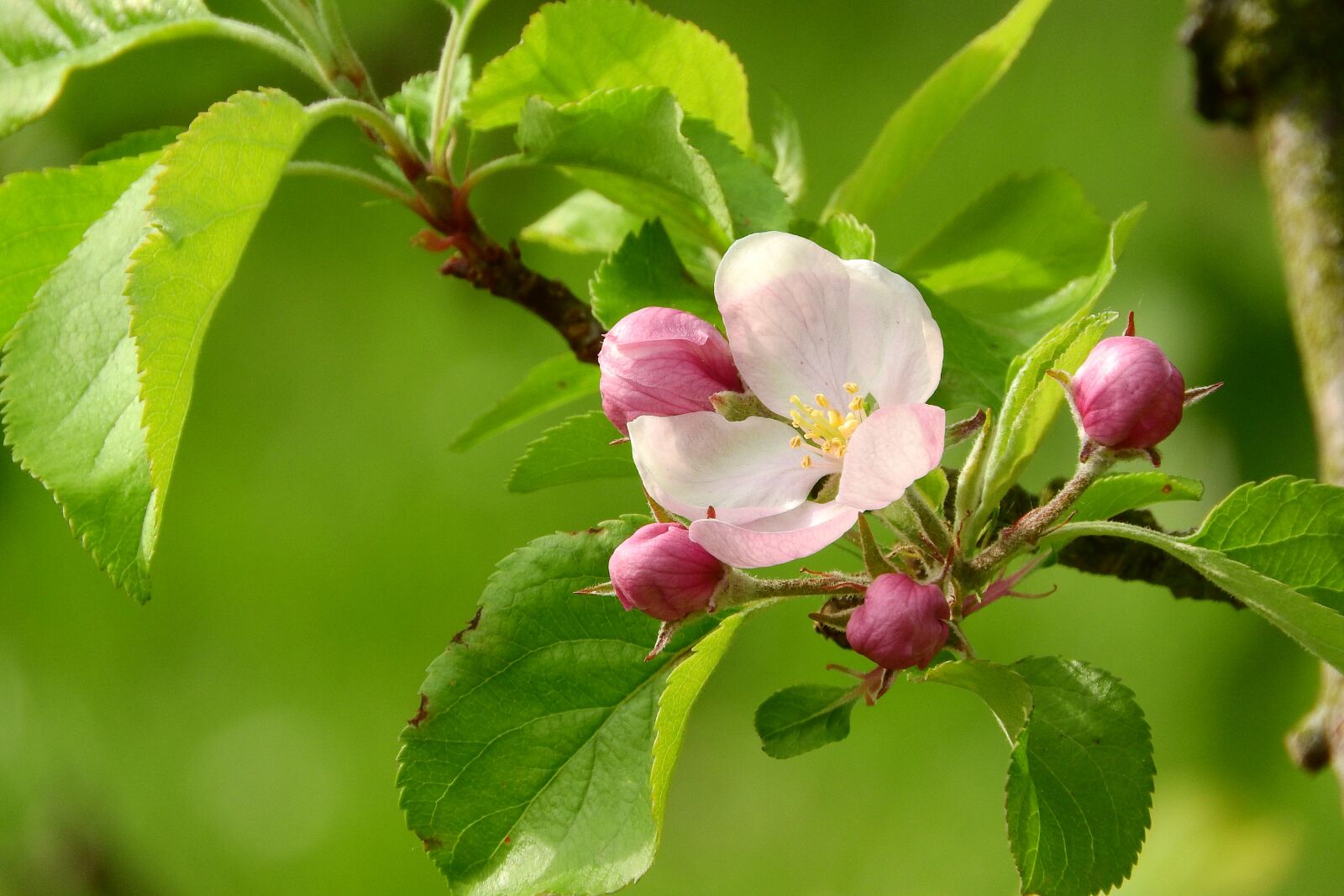 Nikon Coolpix P610 sample photo. Apple-blossom, a blossoming fruit photography