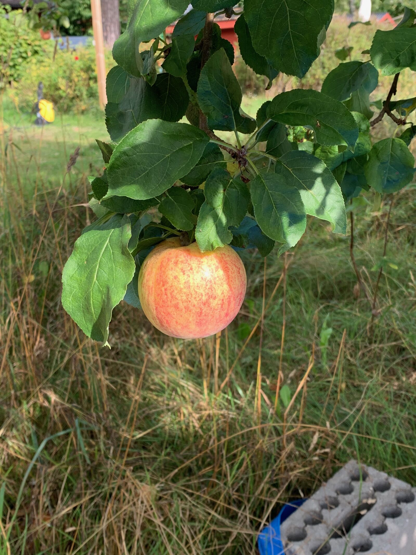 Apple iPhone XR sample photo. Red, fruit, apple photography