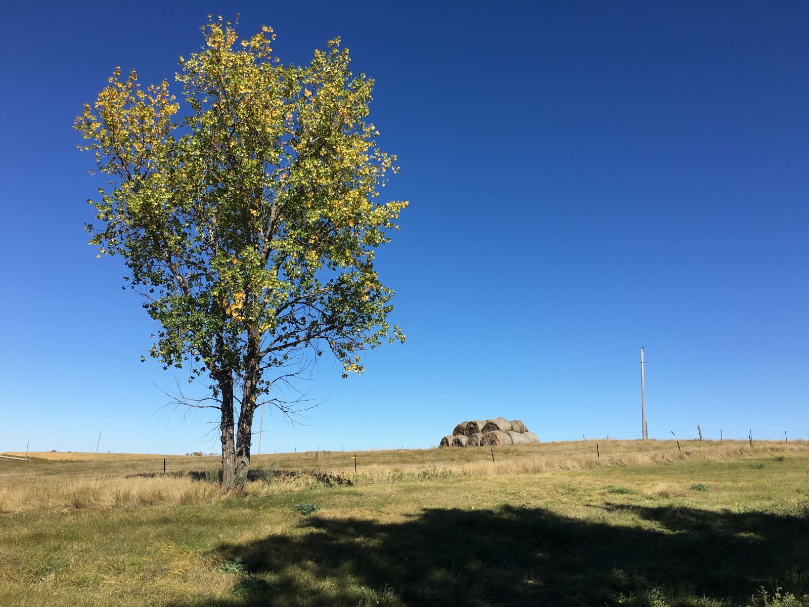 Apple iPhone 6s sample photo. Farm, tree, shadow photography
