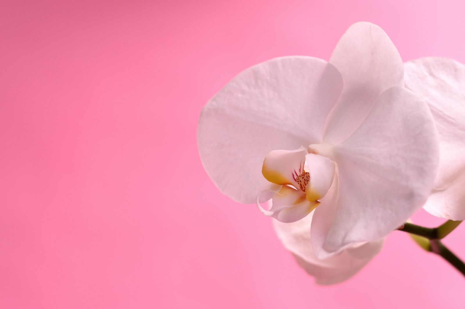 Nikon D3200 sample photo. Orchid, tropical, flower photography
