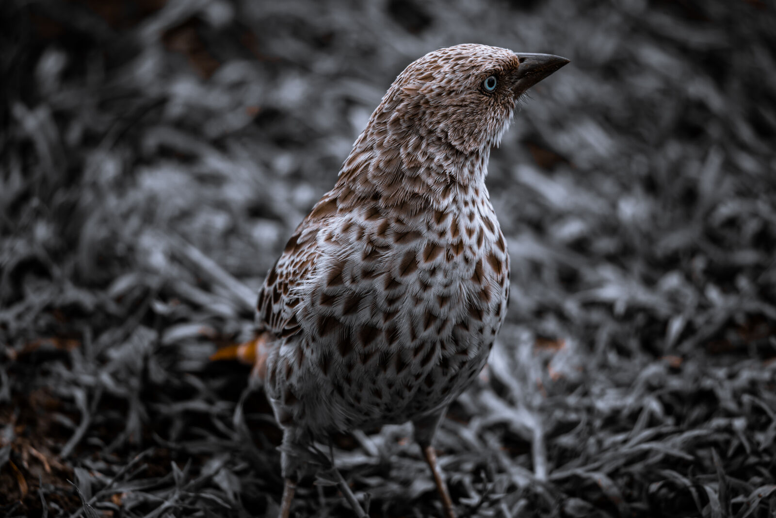 Canon EOS R6 II sample photo