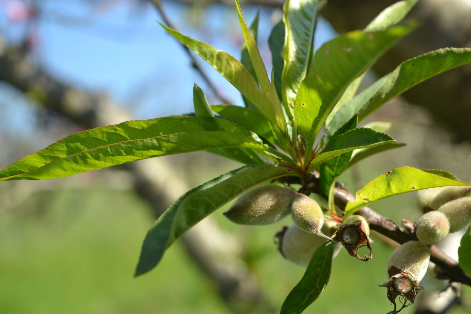 Nikon D3100 sample photo. Peach born, fruit growing photography