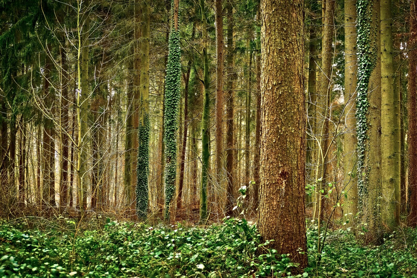 Olympus OM-D E-M10 sample photo. Forest, trees, nature photography