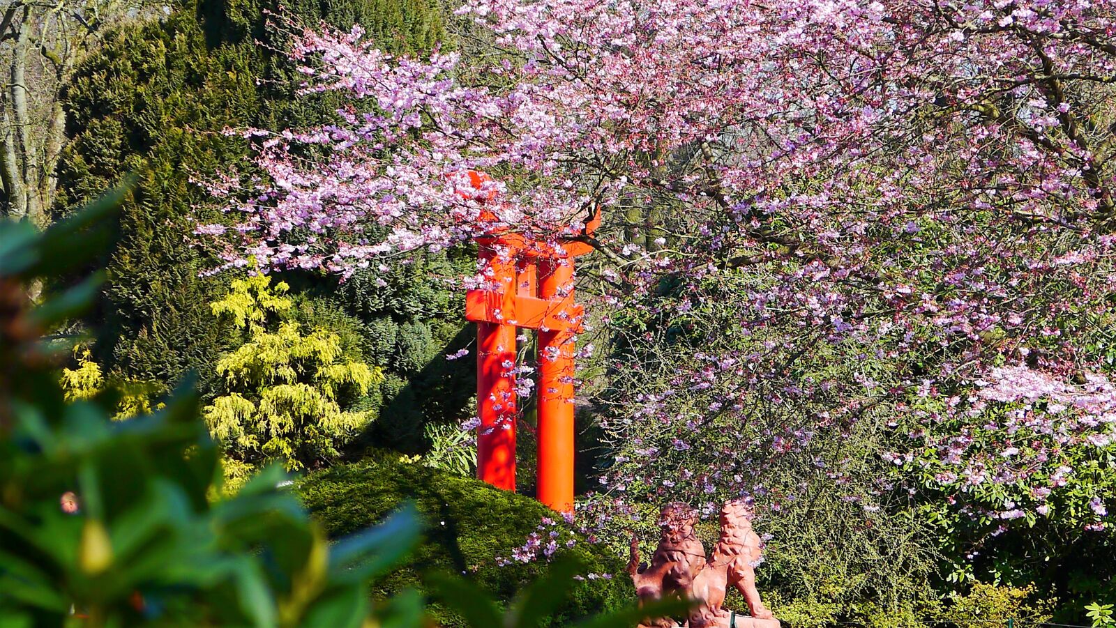 Panasonic Lumix DMC-G3 sample photo. Japanese garden, spring, cherry photography