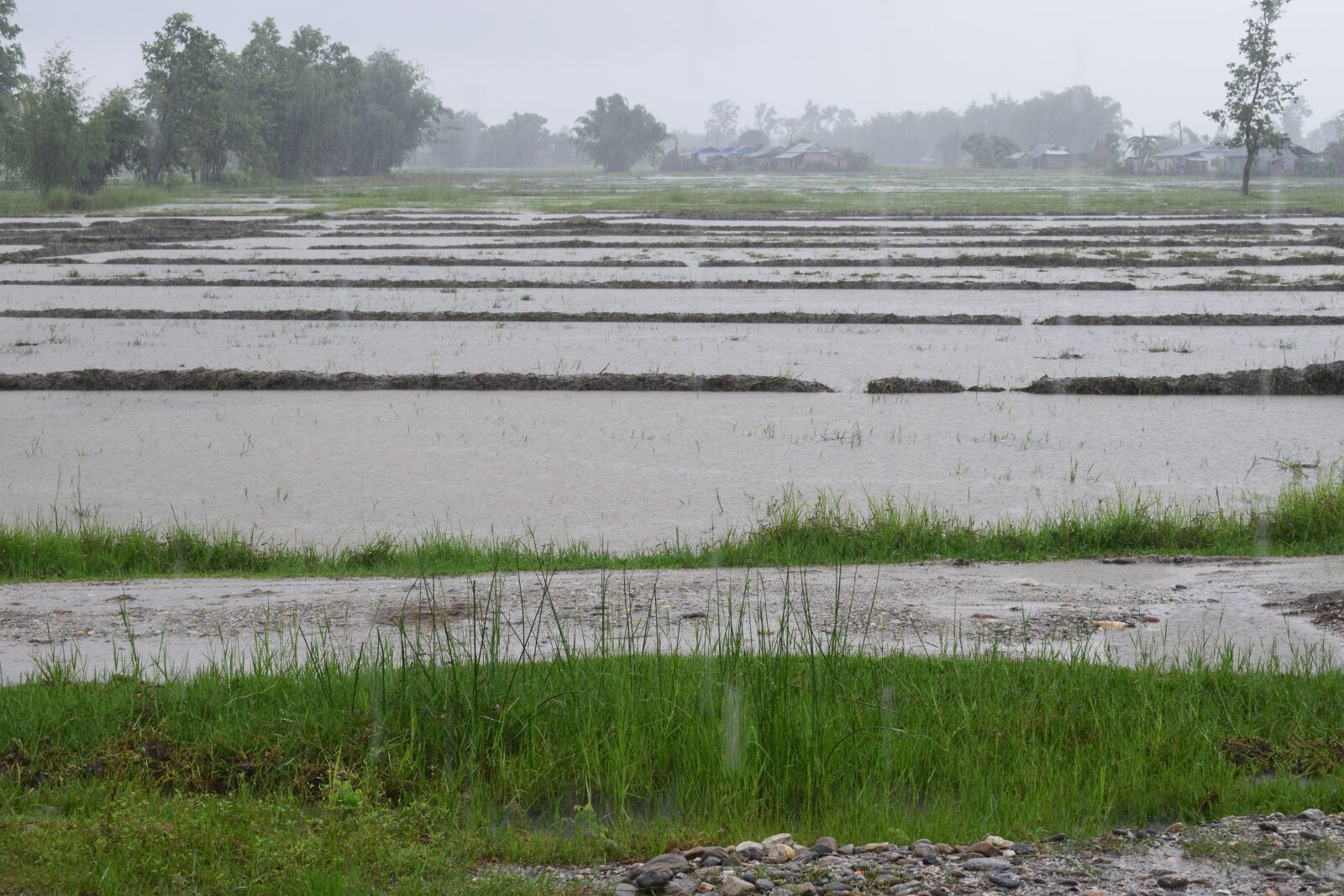 Nikon D5300 sample photo. Raining, rain, nature photography