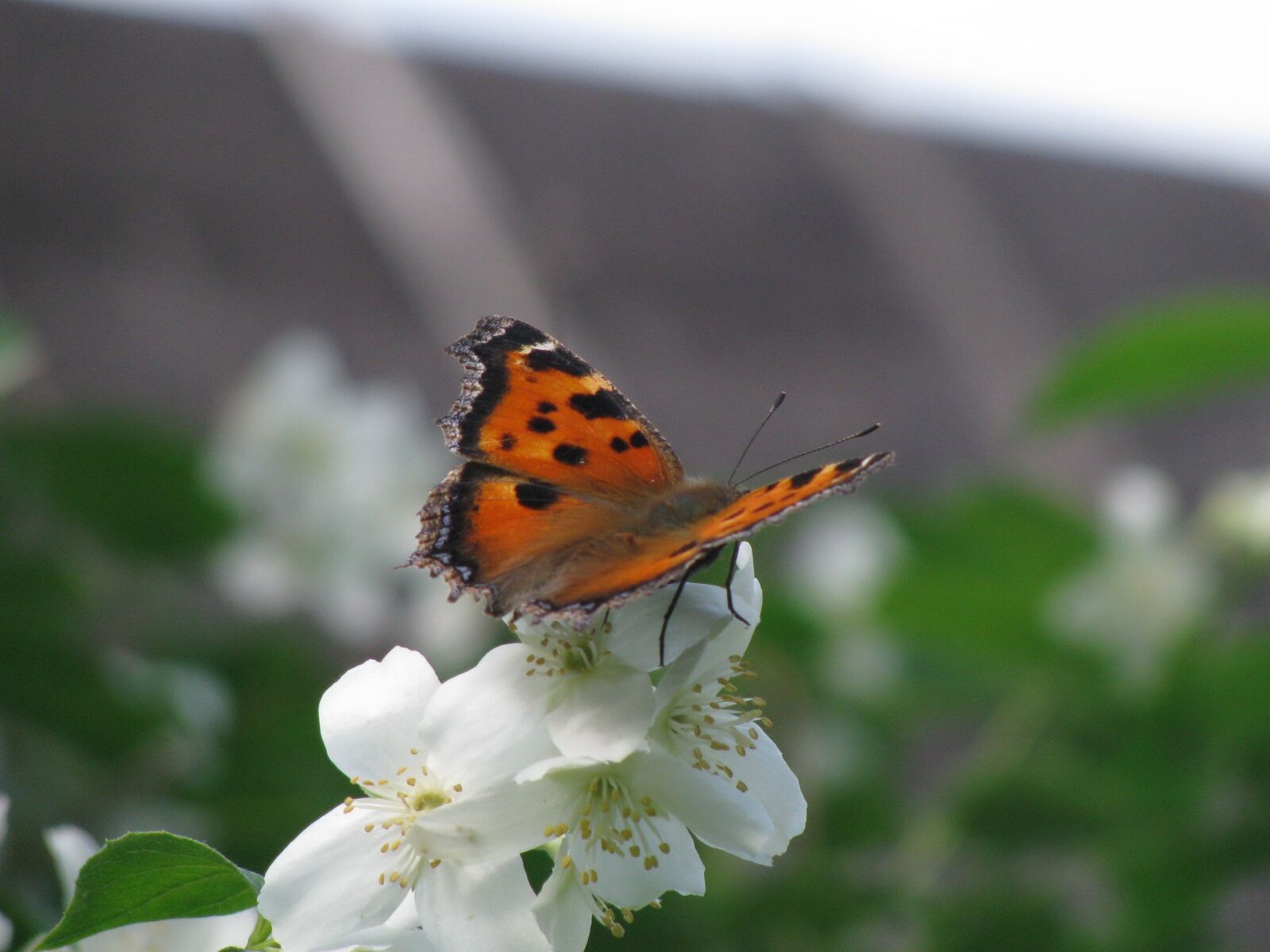 Canon POWERSHOT SX100 IS sample photo. Butterfly, insect, summer photography