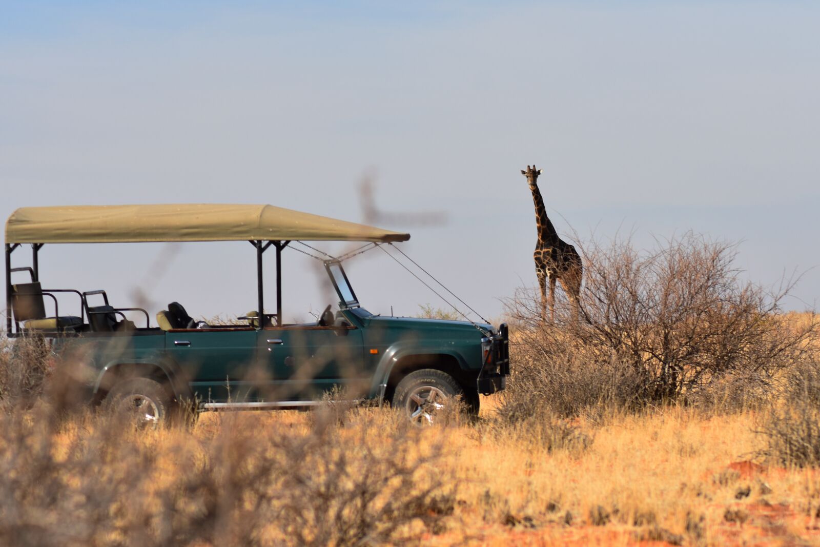 Nikon D3400 sample photo. Giraffe, safari, africa photography