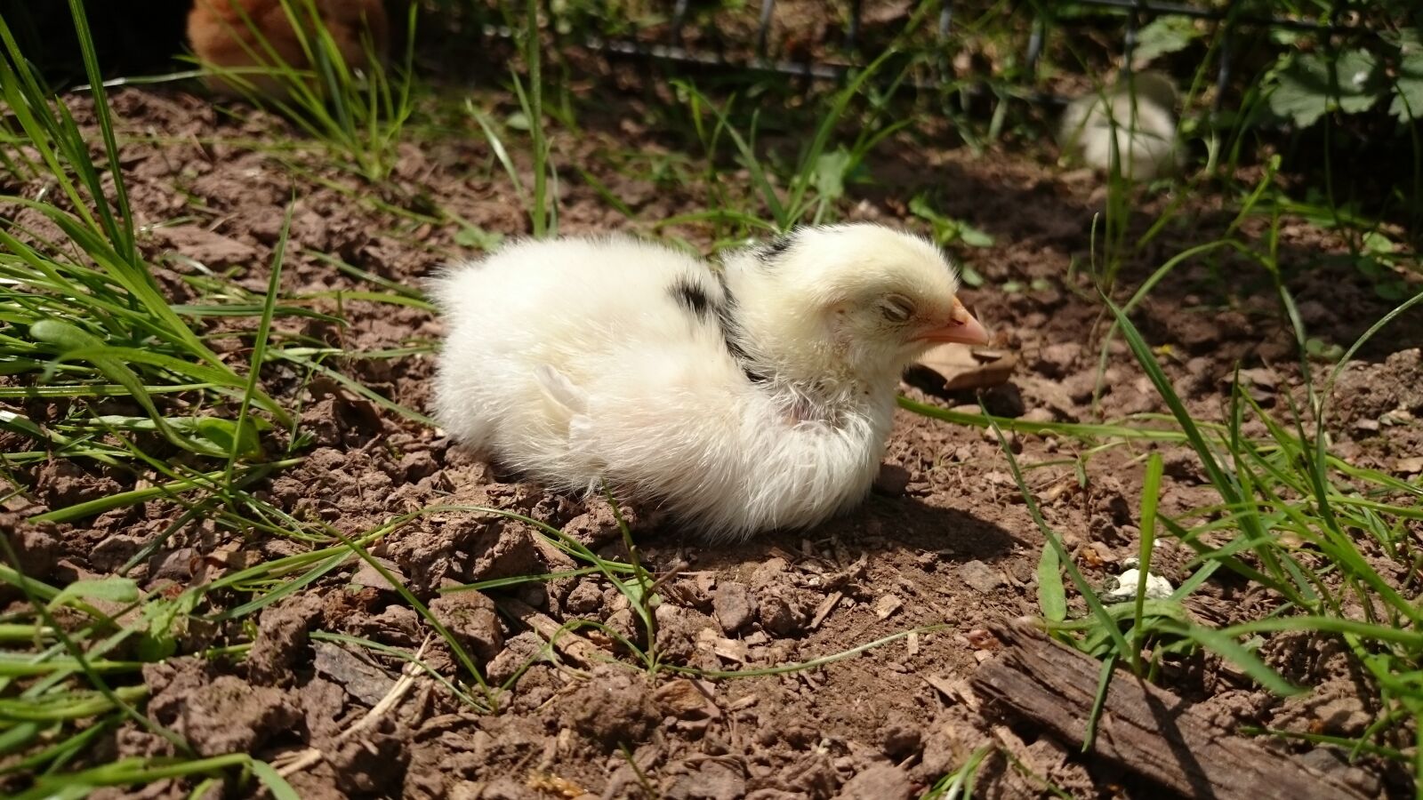 Sony Xperia Z1 Compact sample photo. Leghorn, exchequer, chicks photography