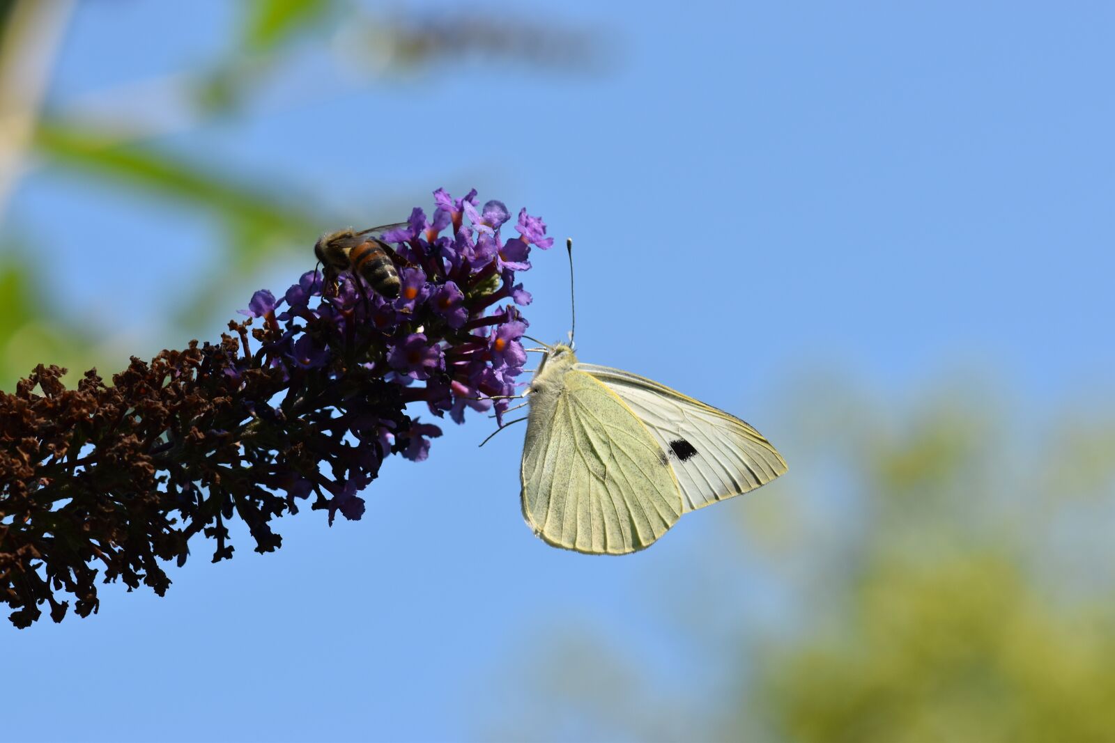 Nikon D5500 sample photo. Butterfly, white, food intake photography