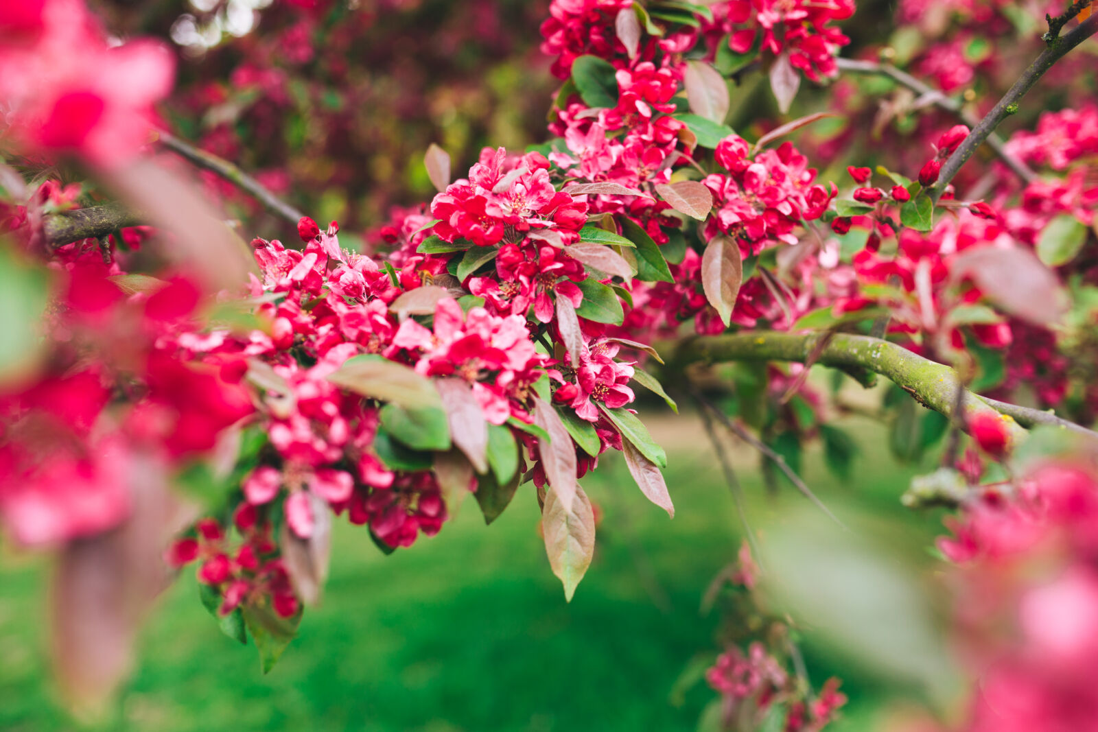 Canon EOS 6D + Sigma 35mm F1.4 DG HSM Art sample photo. Pink, petaled, flower photography