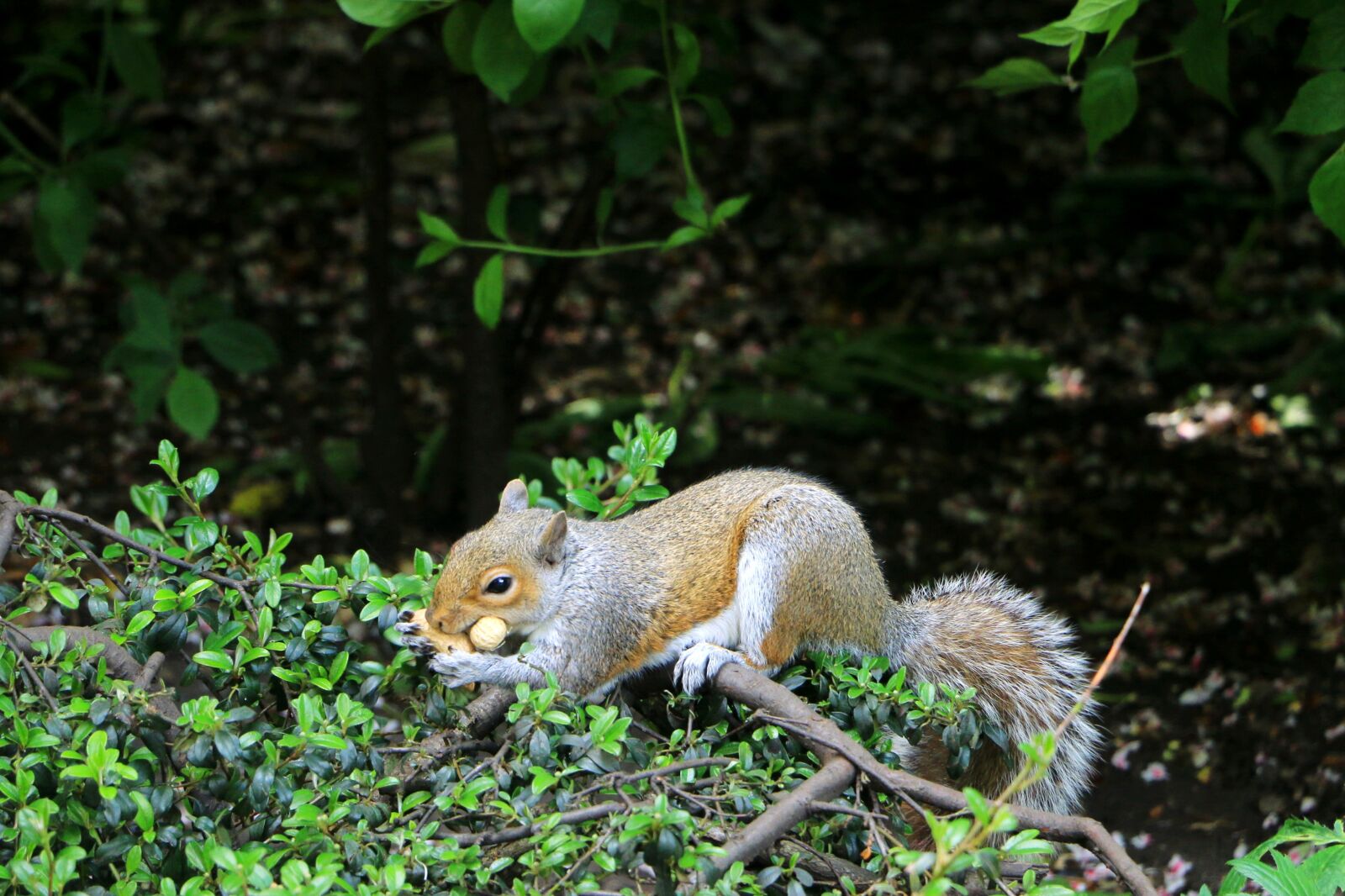 Canon EOS 70D sample photo. Squirrel, forest, animal photography