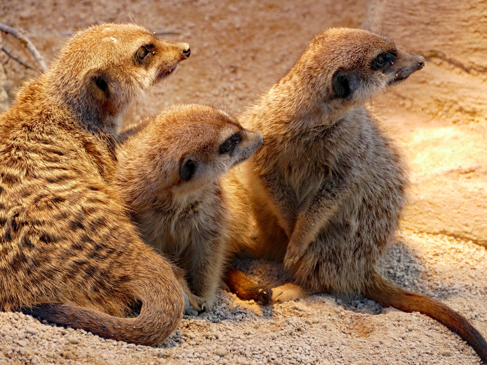 Panasonic Lumix DMC-FZ1000 sample photo. Meerkat, rodent, zoo photography