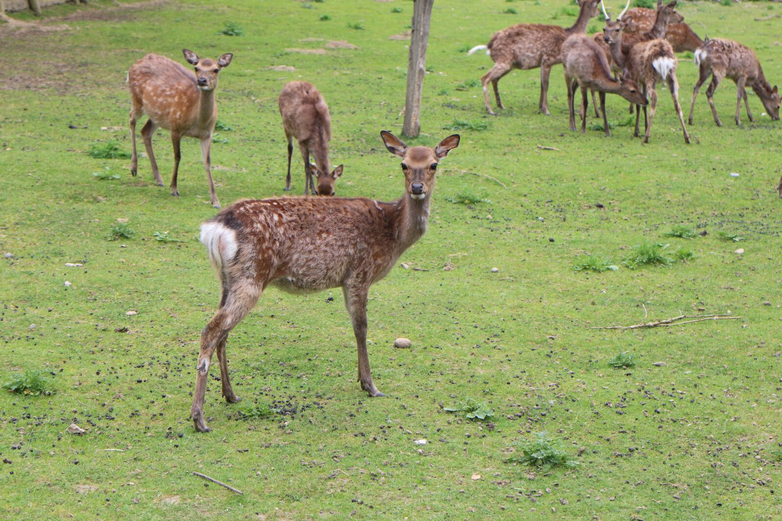 Canon EOS M + Canon EF-M 18-55mm F3.5-5.6 IS STM sample photo. Roe deer, zoo, wildlife photography