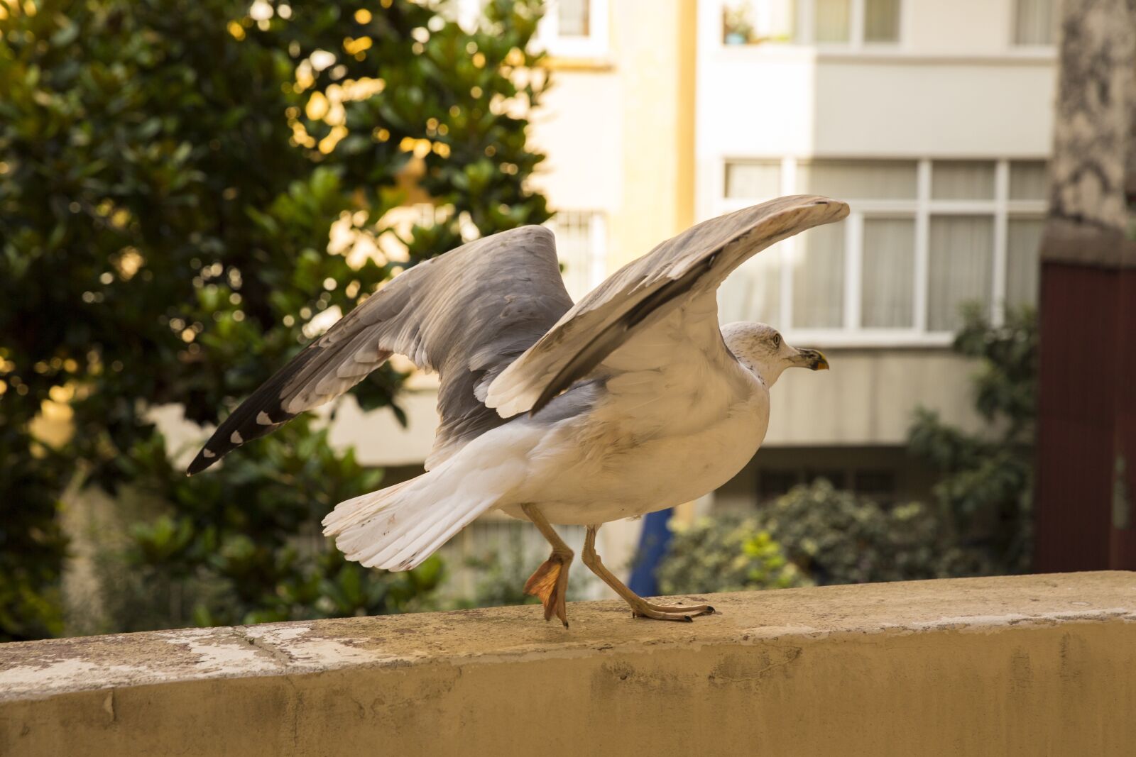 Canon EF 24-70mm F2.8L II USM sample photo. White bird seagull, alive photography