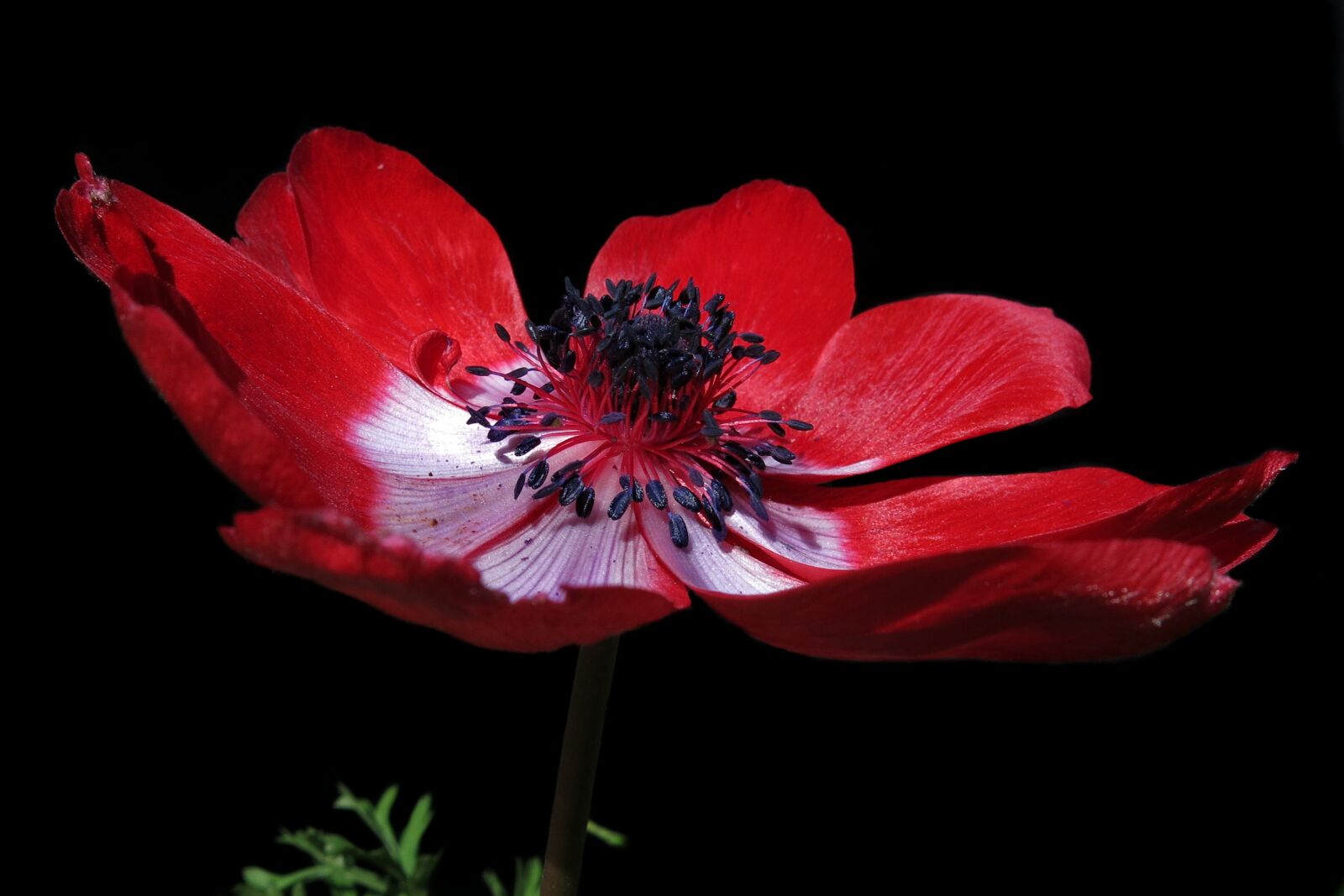 Canon PowerShot G15 sample photo. Filled anemone, red, blossom photography