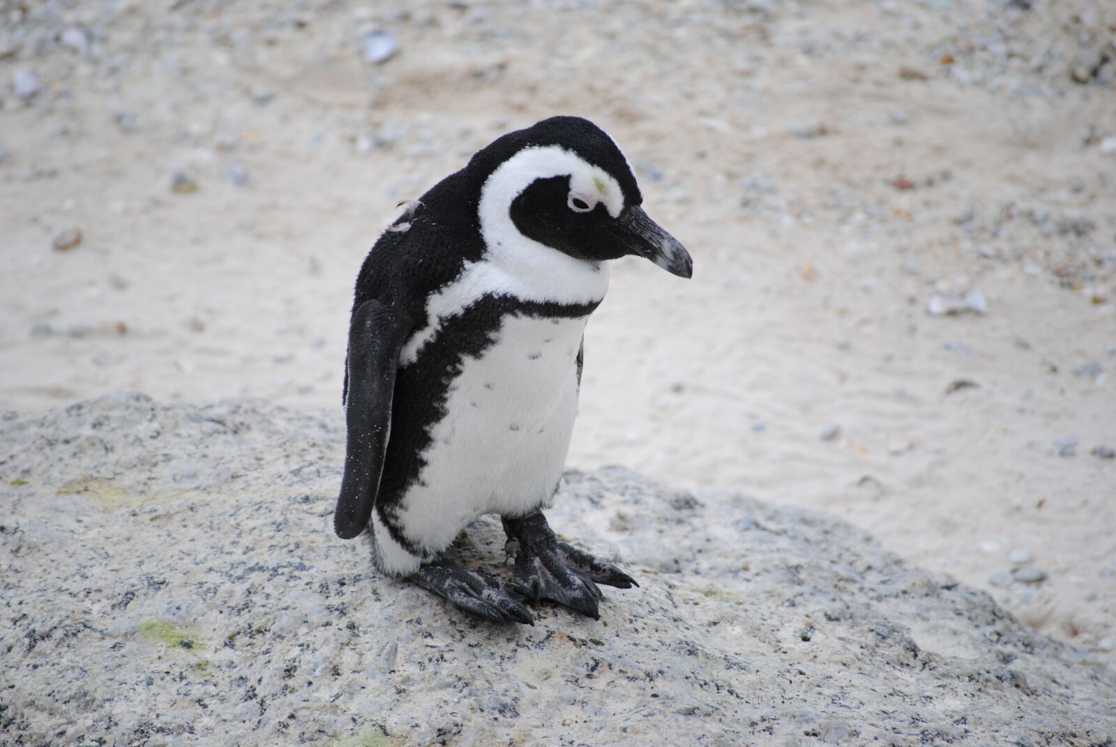 Nikon D3000 sample photo. Penguin, freeze, tired photography