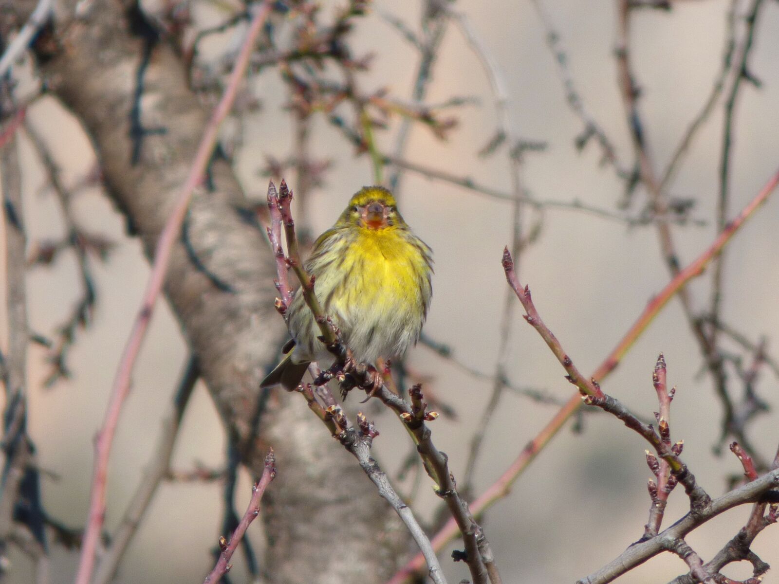 Panasonic Lumix DMC-FZ70 sample photo. It gafarr , bird photography
