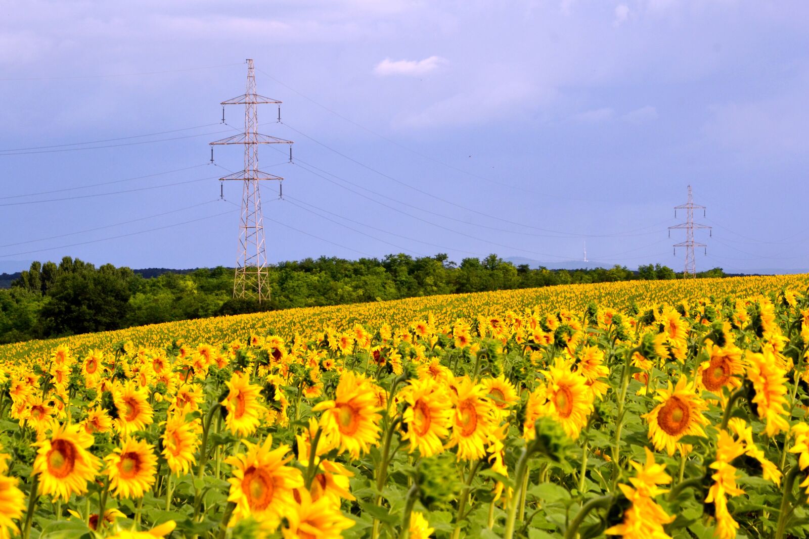 Nikon D3100 sample photo. Sunflower, transmission line, cloud photography