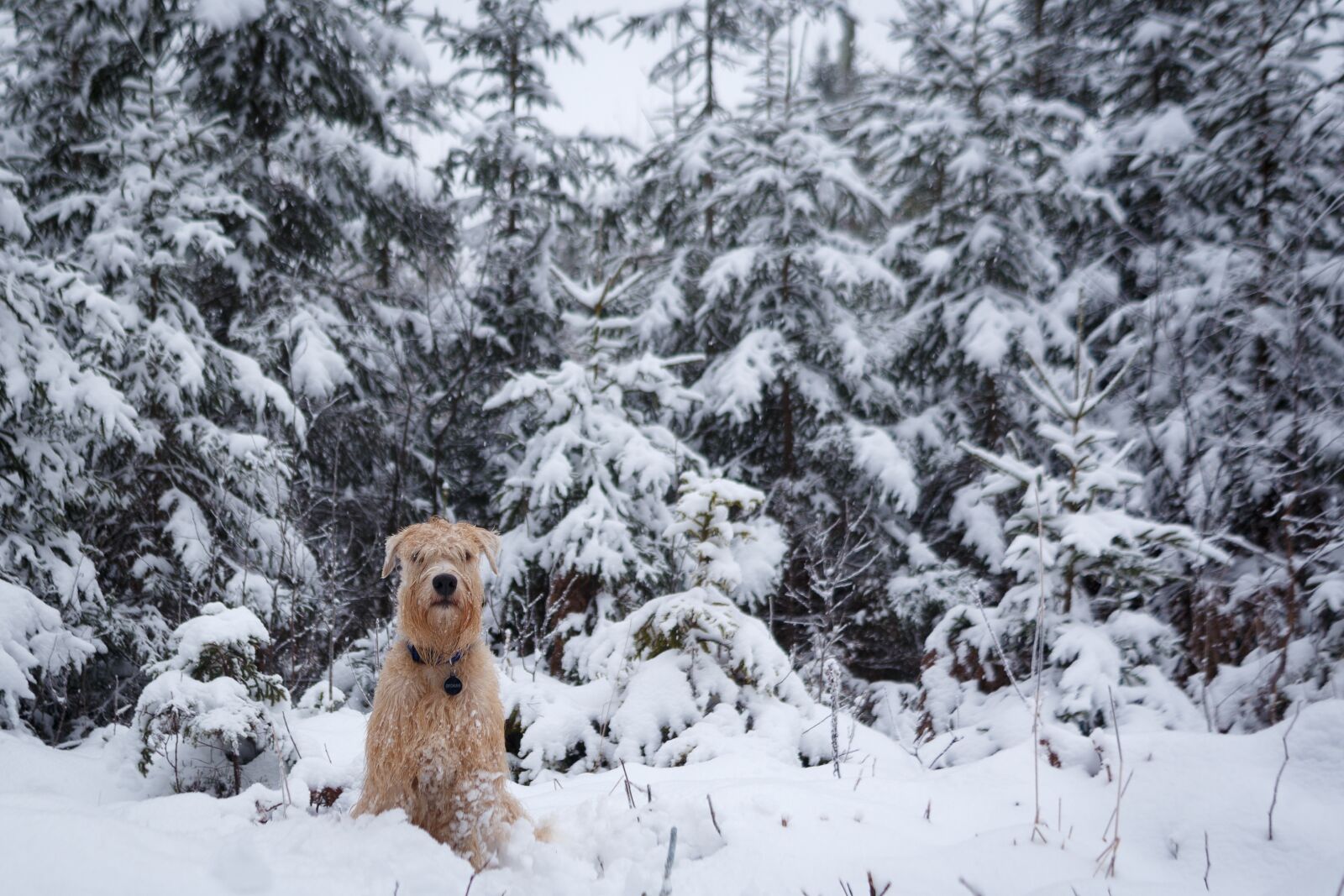 Canon EOS 6D + EF28-70mm f/2.8L USM sample photo. Dog, snow, winter photography