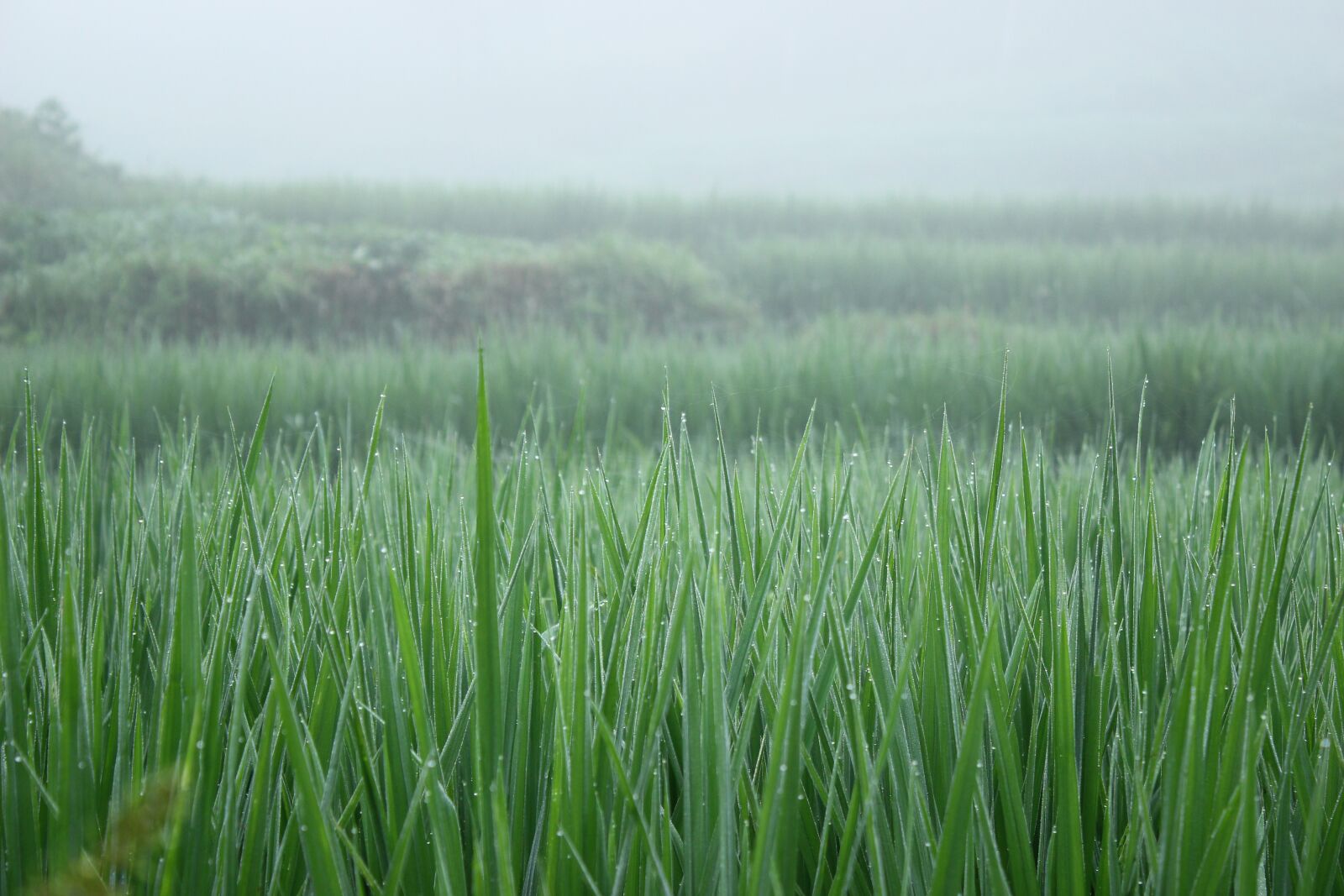 Canon EOS 600D (Rebel EOS T3i / EOS Kiss X5) sample photo. Rice, green, needle photography
