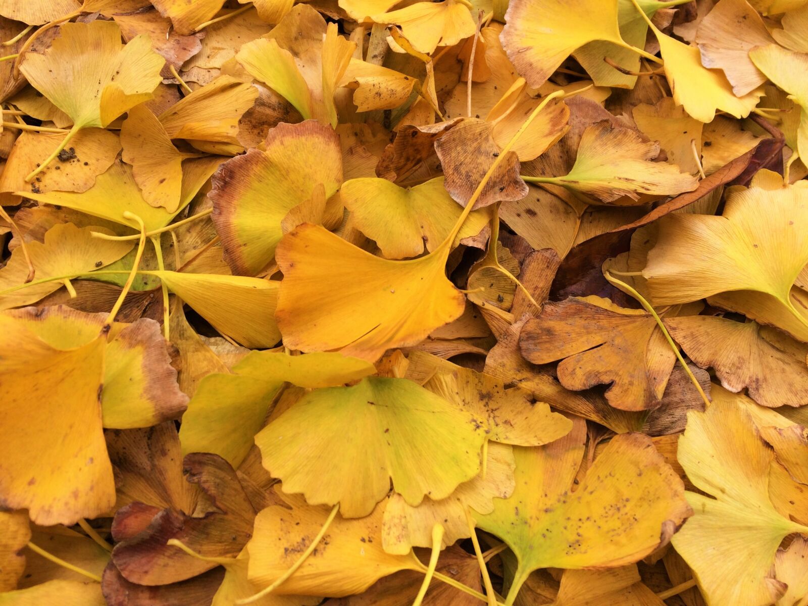 iPhone 5s back camera 4.15mm f/2.2 sample photo. Fallen leaves, yellow leaves photography