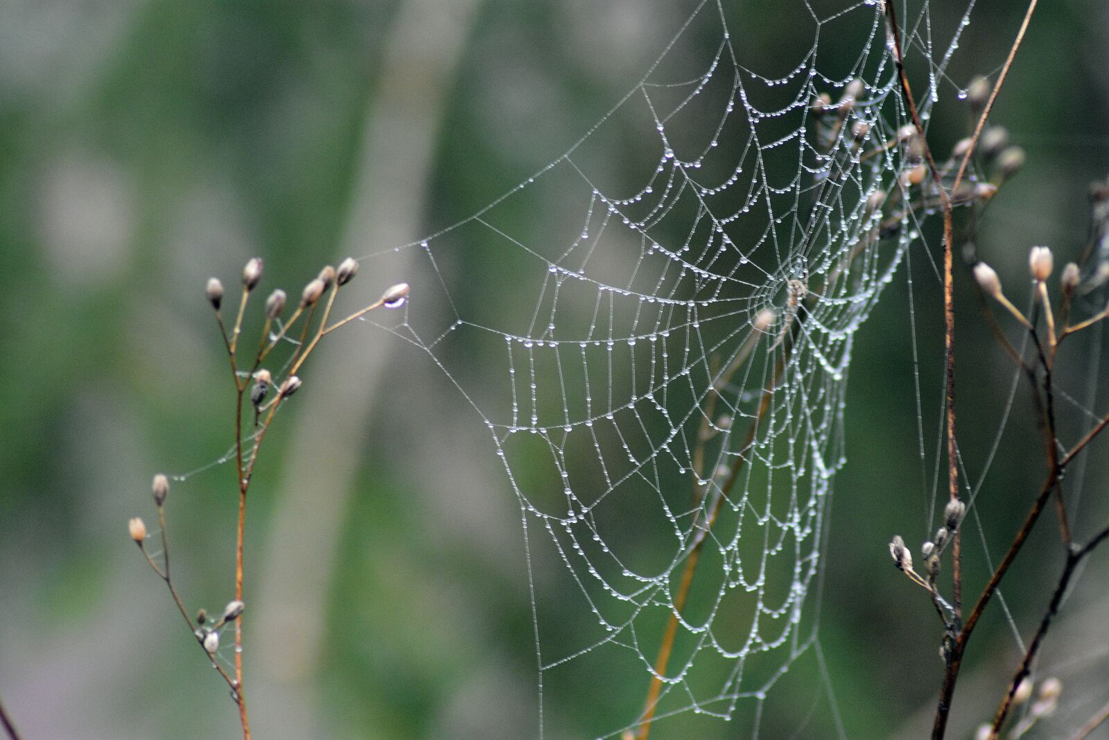 Nikon D3400 sample photo. Cobweb, spider, hotel photography