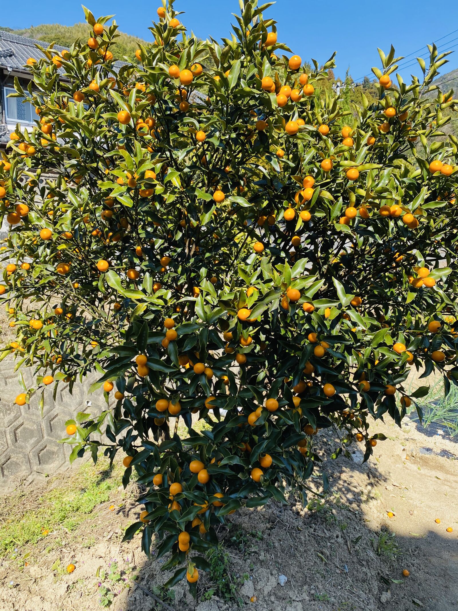 Apple iPhone 11 sample photo. Kumquat, natural, kumquat trees photography