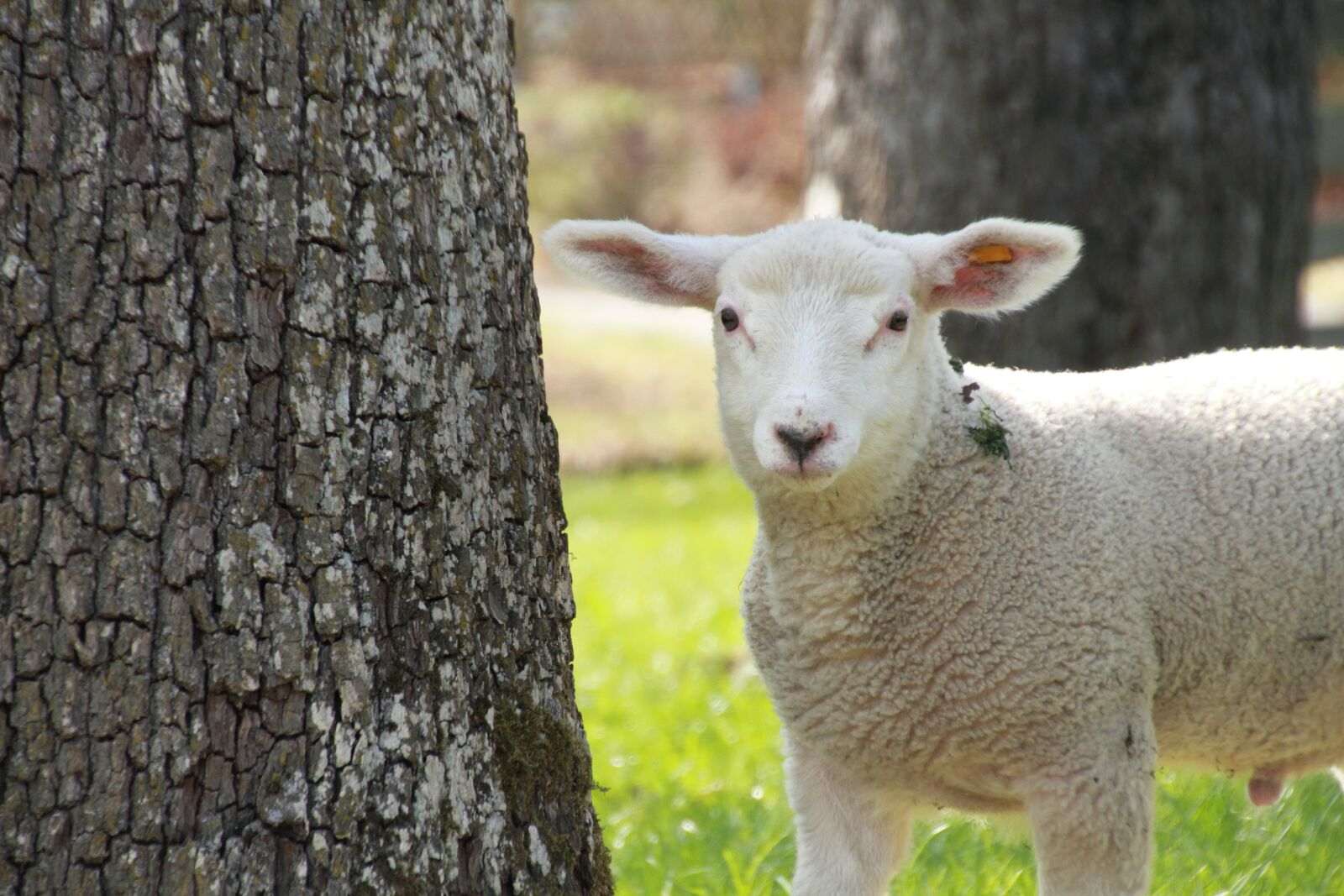 Canon EOS 7D sample photo. Easter, lamb, cute photography