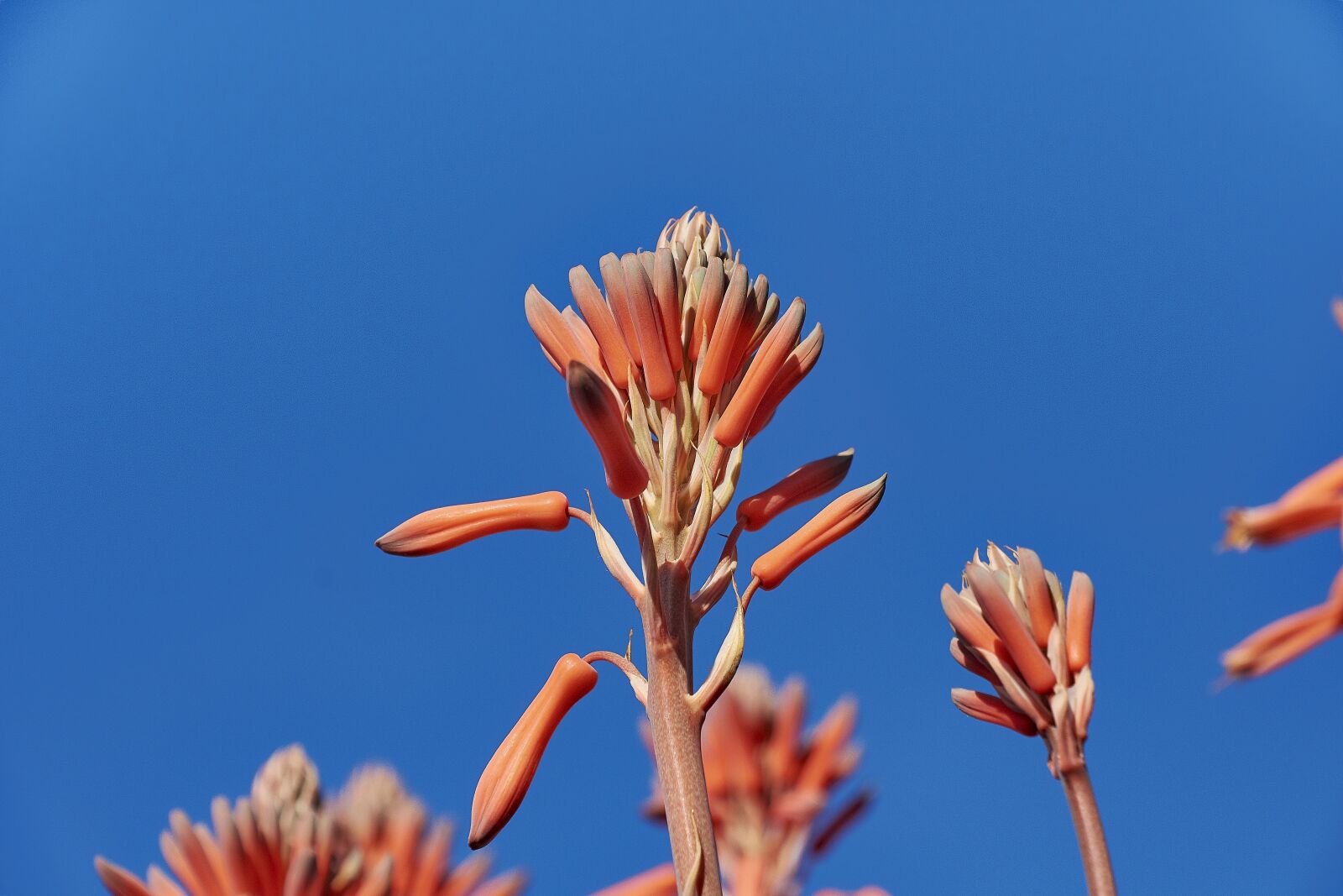 Nikon D7200 sample photo. Flower, flowering, plant photography