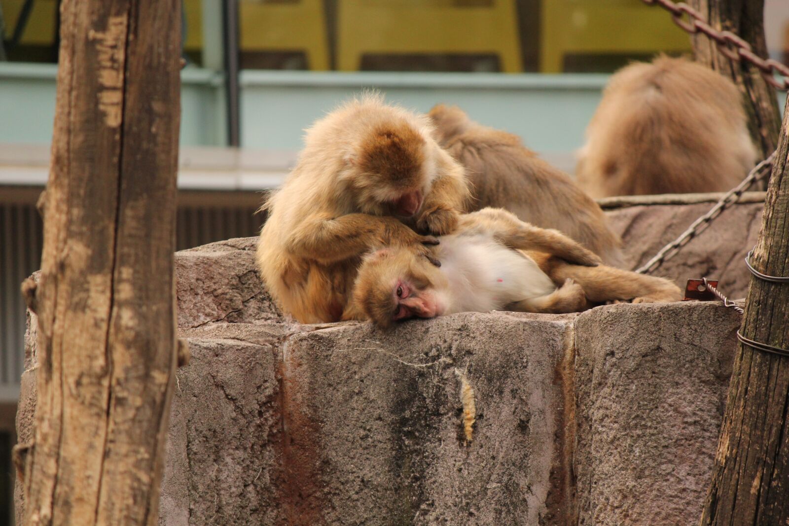 Canon EOS 550D (EOS Rebel T2i / EOS Kiss X4) sample photo. Monkey, zodiac signs, relax photography