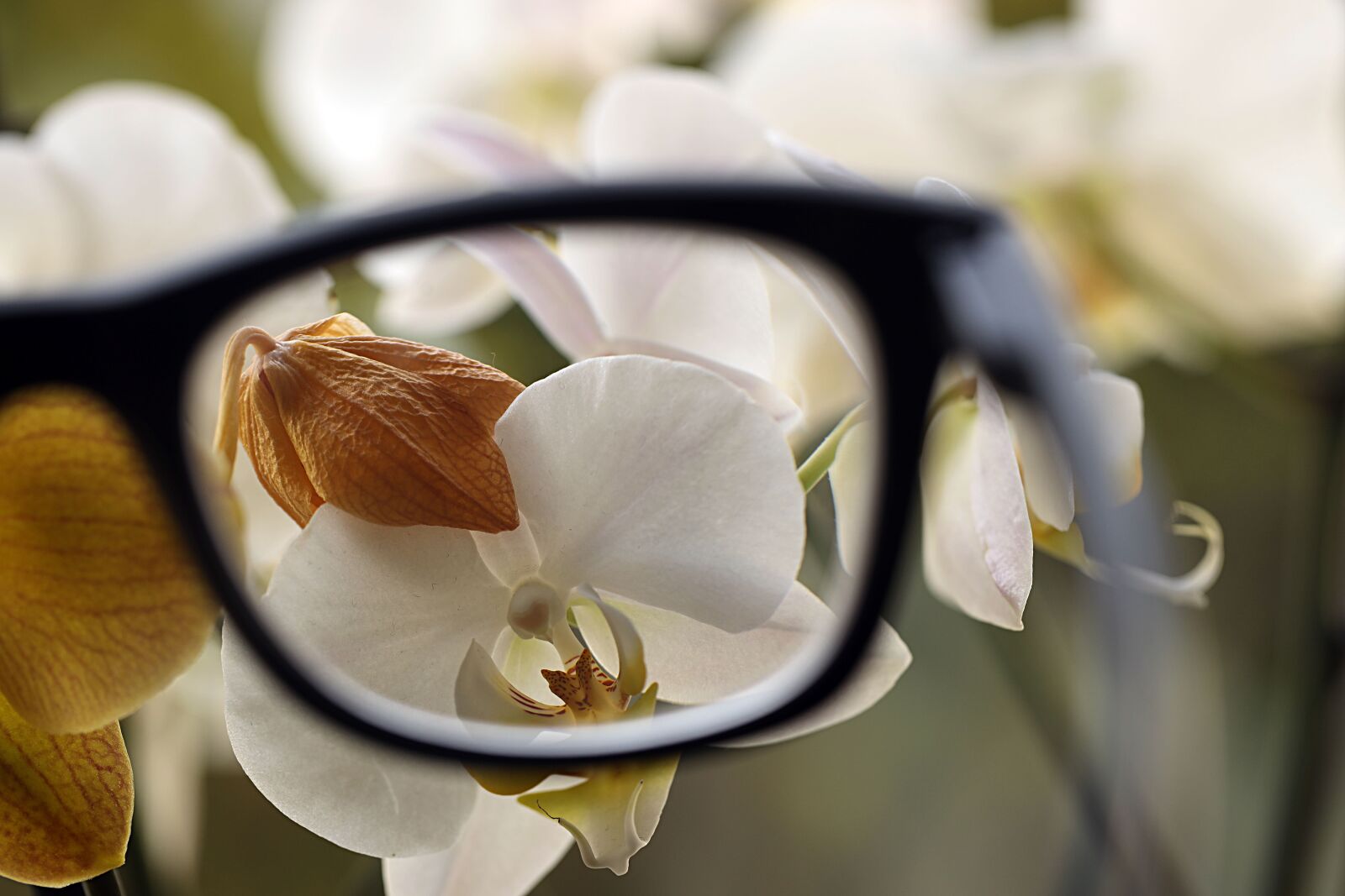 Canon EOS R sample photo. Glasses, close up, flower photography