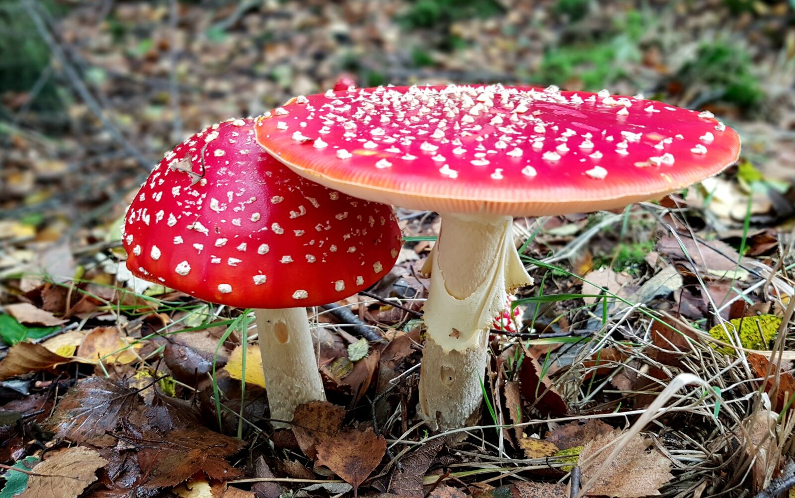 Samsung Galaxy S7 sample photo. Mushroom, fly agaric, forest photography
