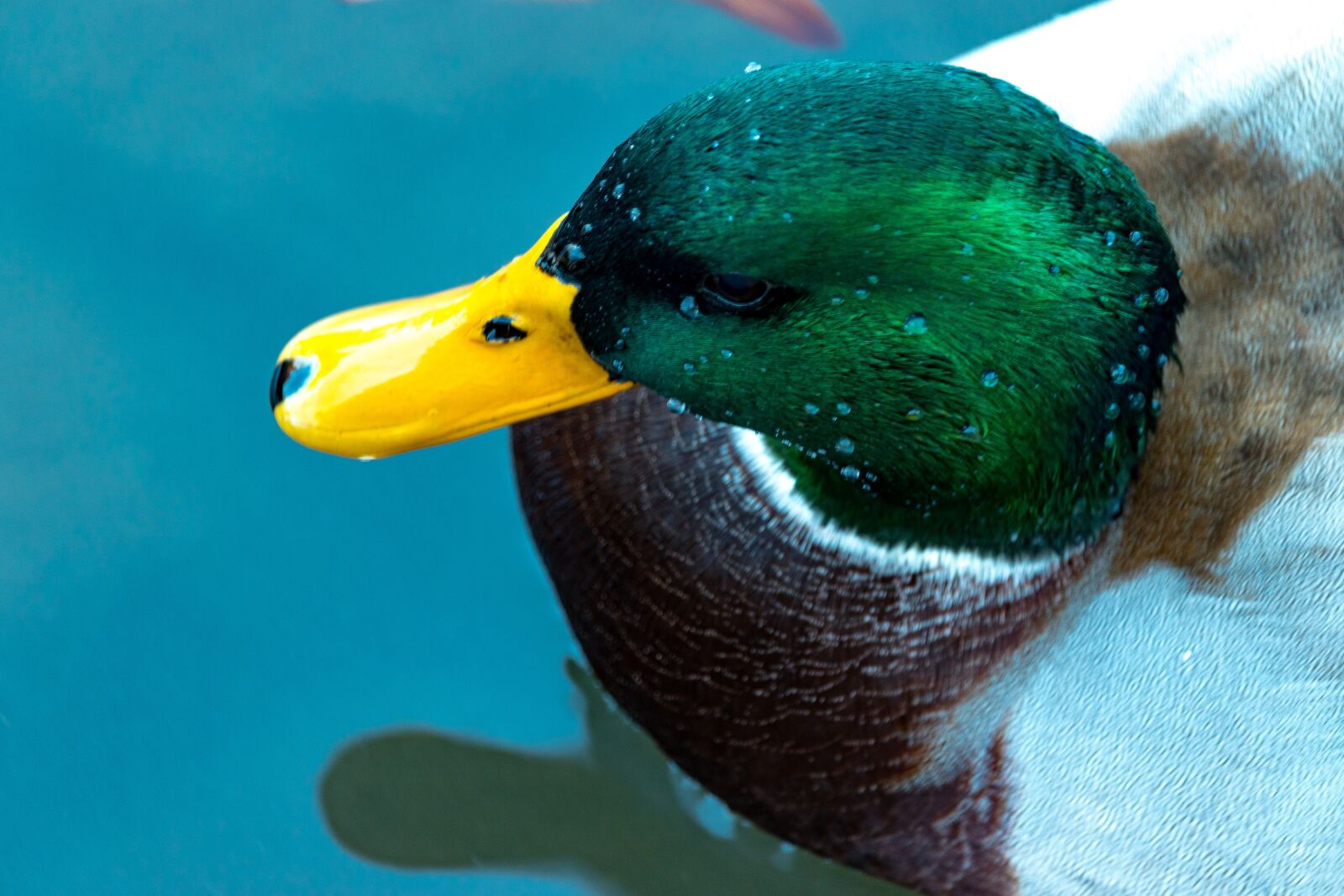 Canon EOS 77D (EOS 9000D / EOS 770D) sample photo. Duck, animal, bird photography