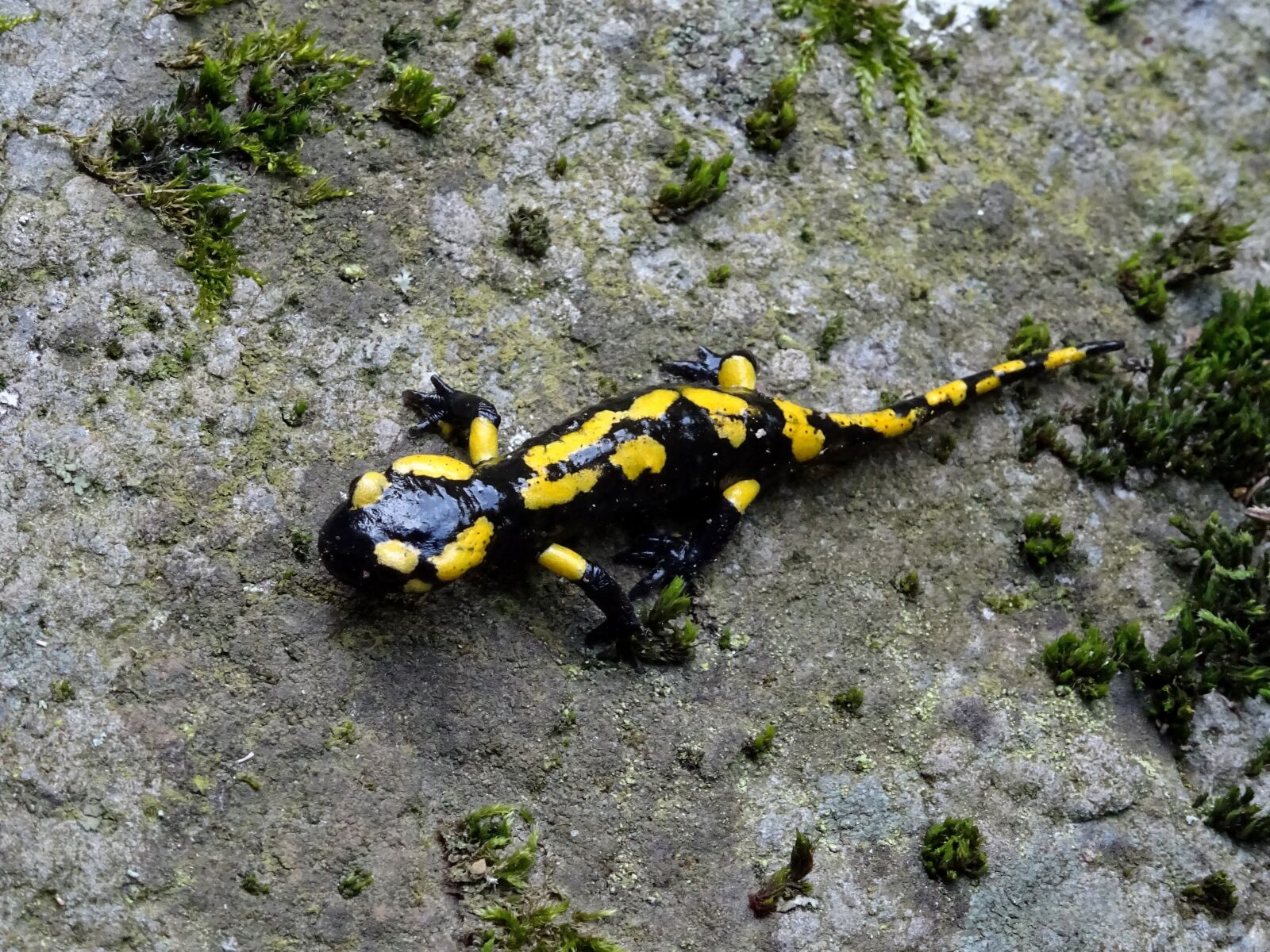 Sony DSC-HX60 sample photo. Salamander, fire salamander, nature photography