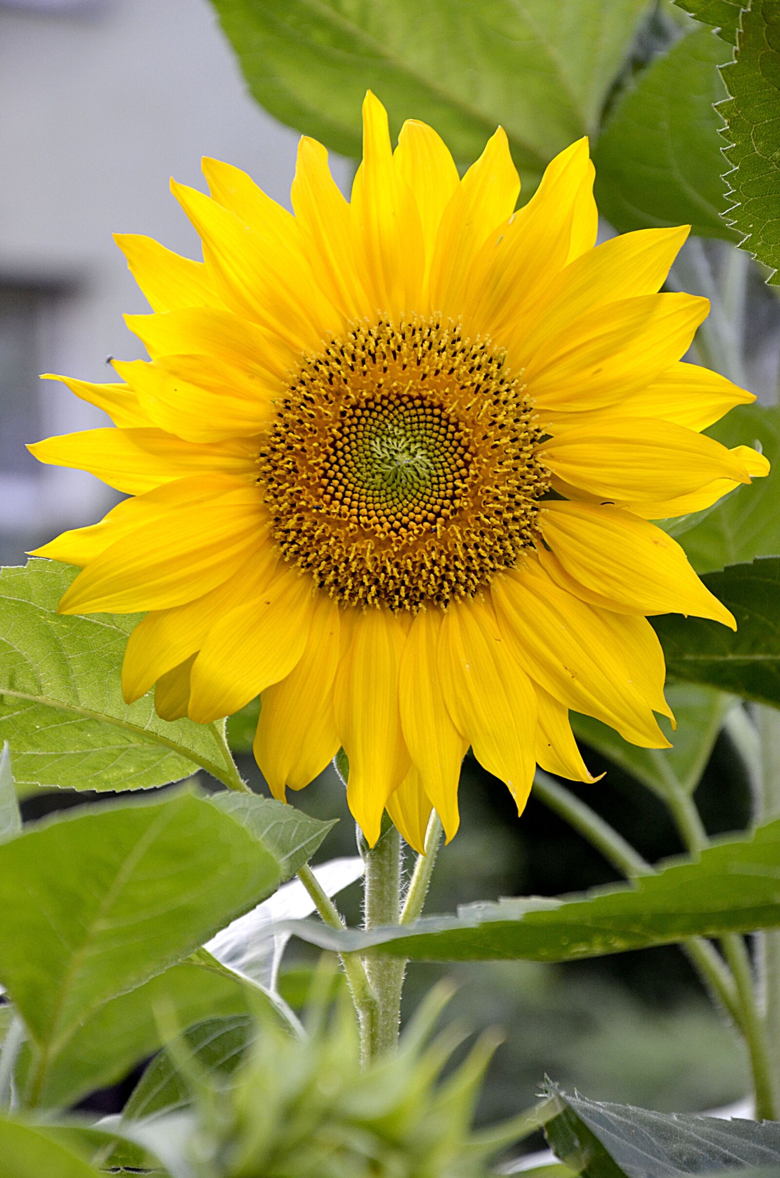 Nikon D7000 sample photo. Sunflower, flower, garden photography